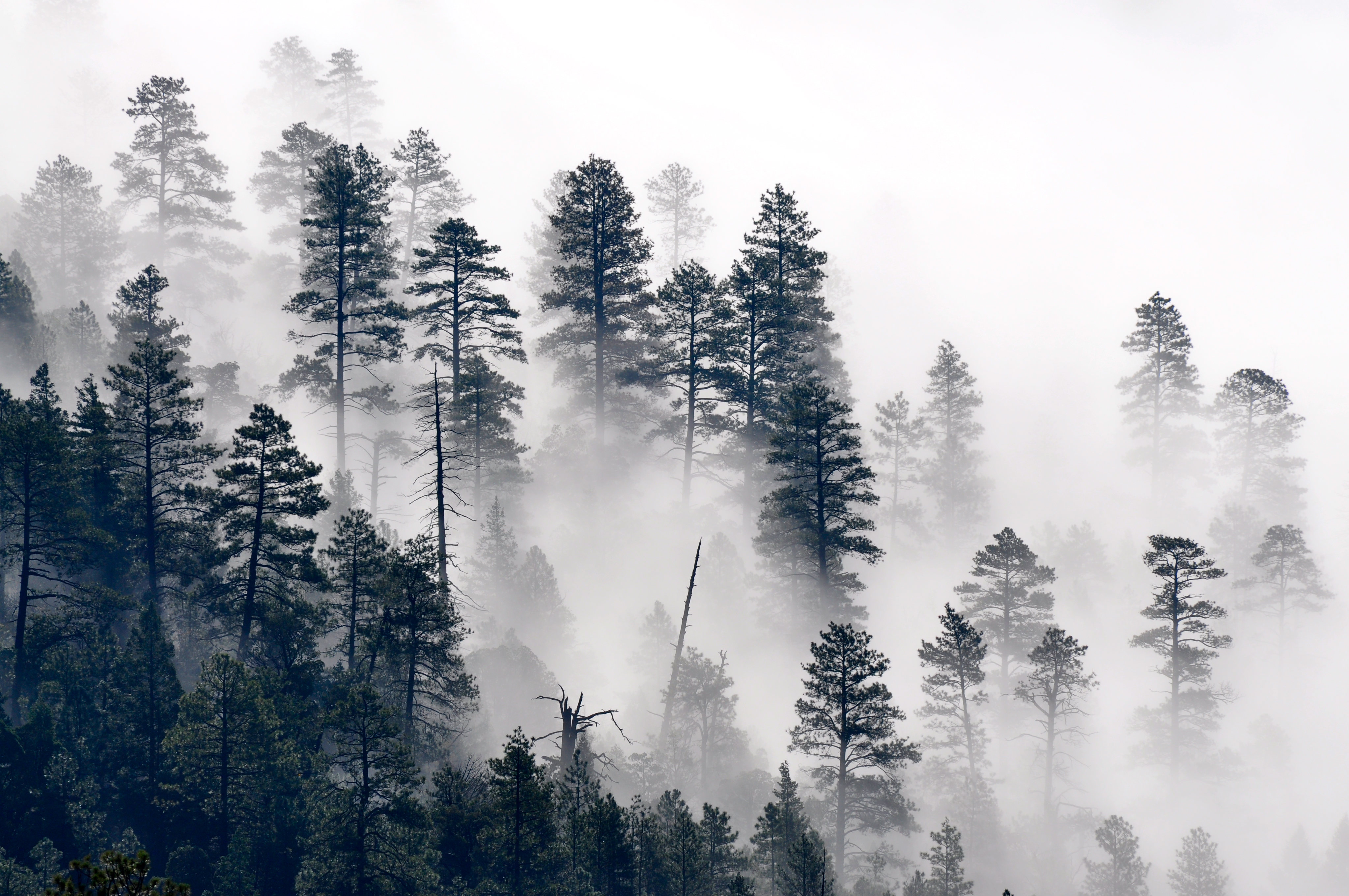 nature, trees, pine, forest, fog