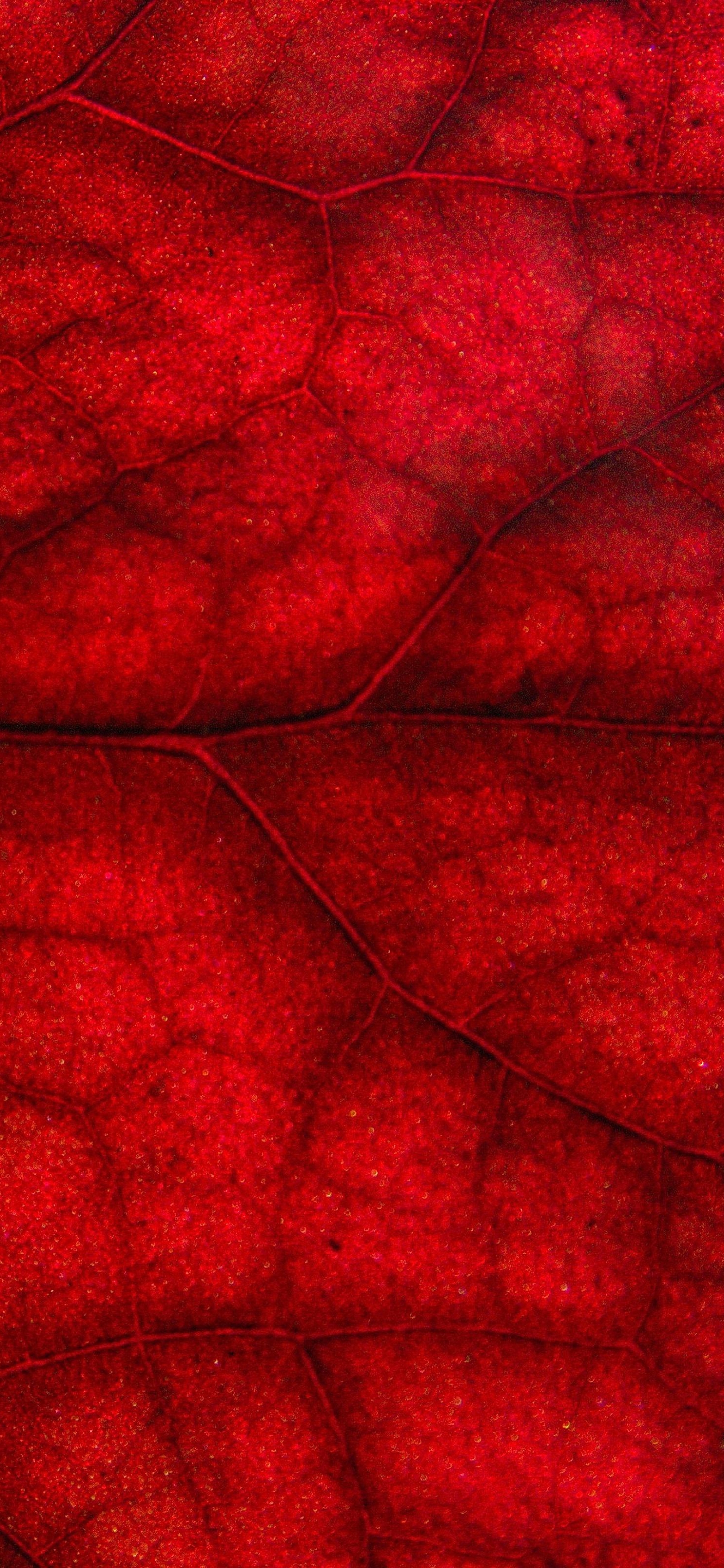 Download mobile wallpaper Macro, Close Up, Leaf, Photography for free.