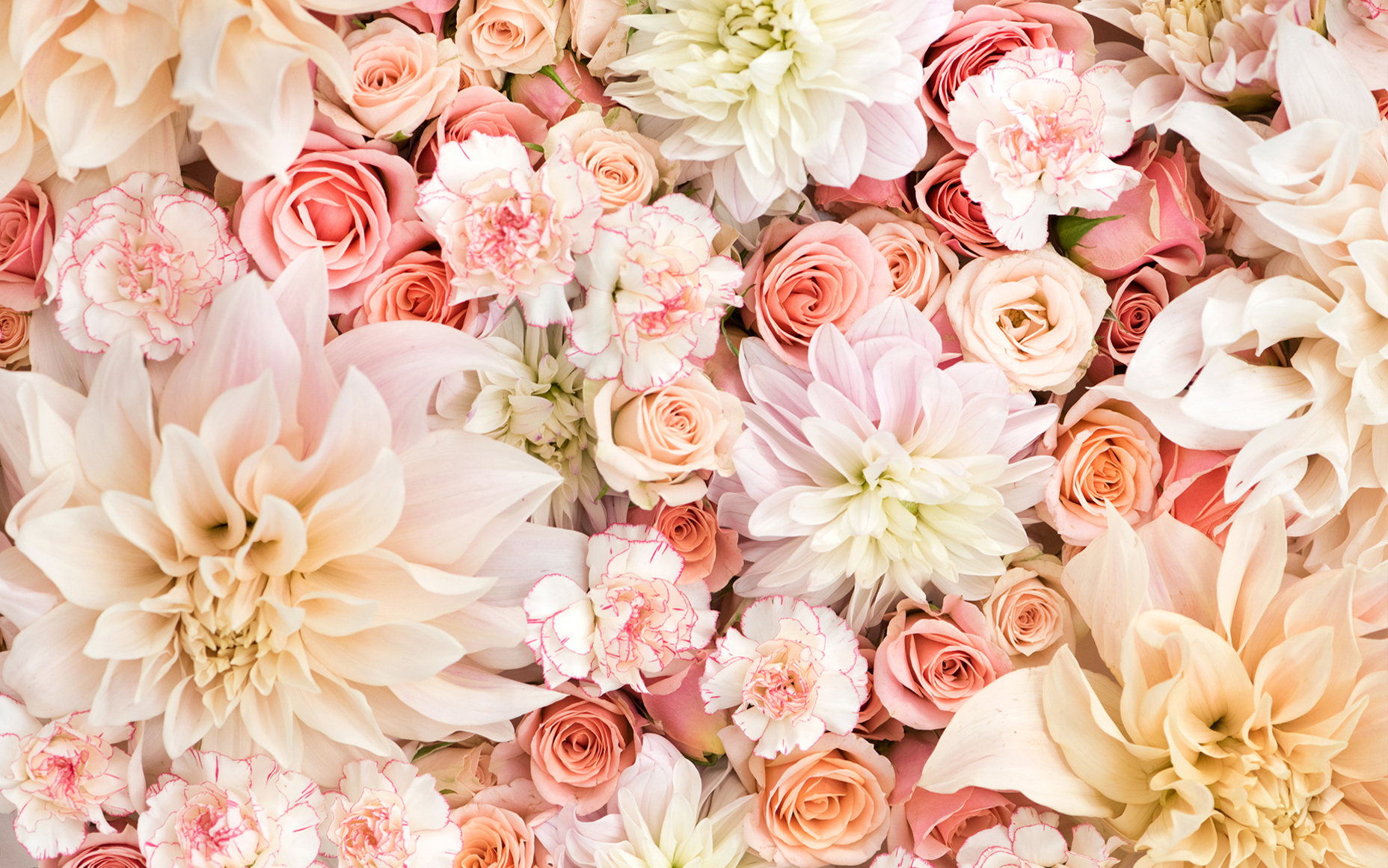 413859壁紙のダウンロード地球, 花, カーネーション, ダリア, パステル, ピンクの花, 薔薇, 白い花, フラワーズ-スクリーンセーバーと写真を無料で