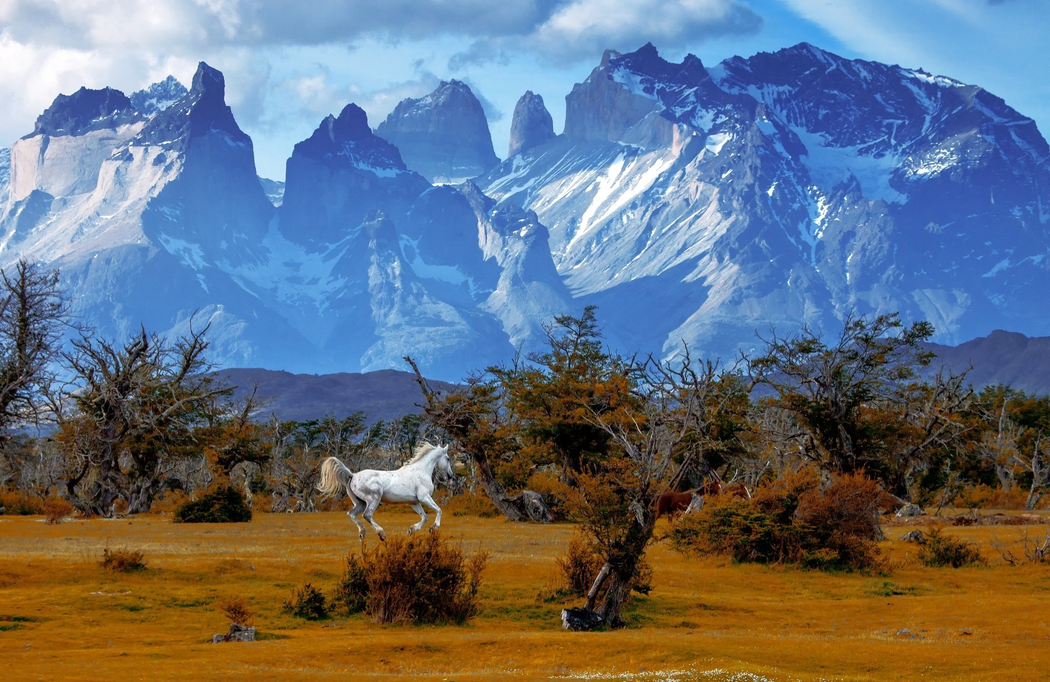 773257 Hintergrundbild herunterladen tiere, hauspferd, chile, landschaft, gebirge, patagonien, nationalpark torres del paine - Bildschirmschoner und Bilder kostenlos