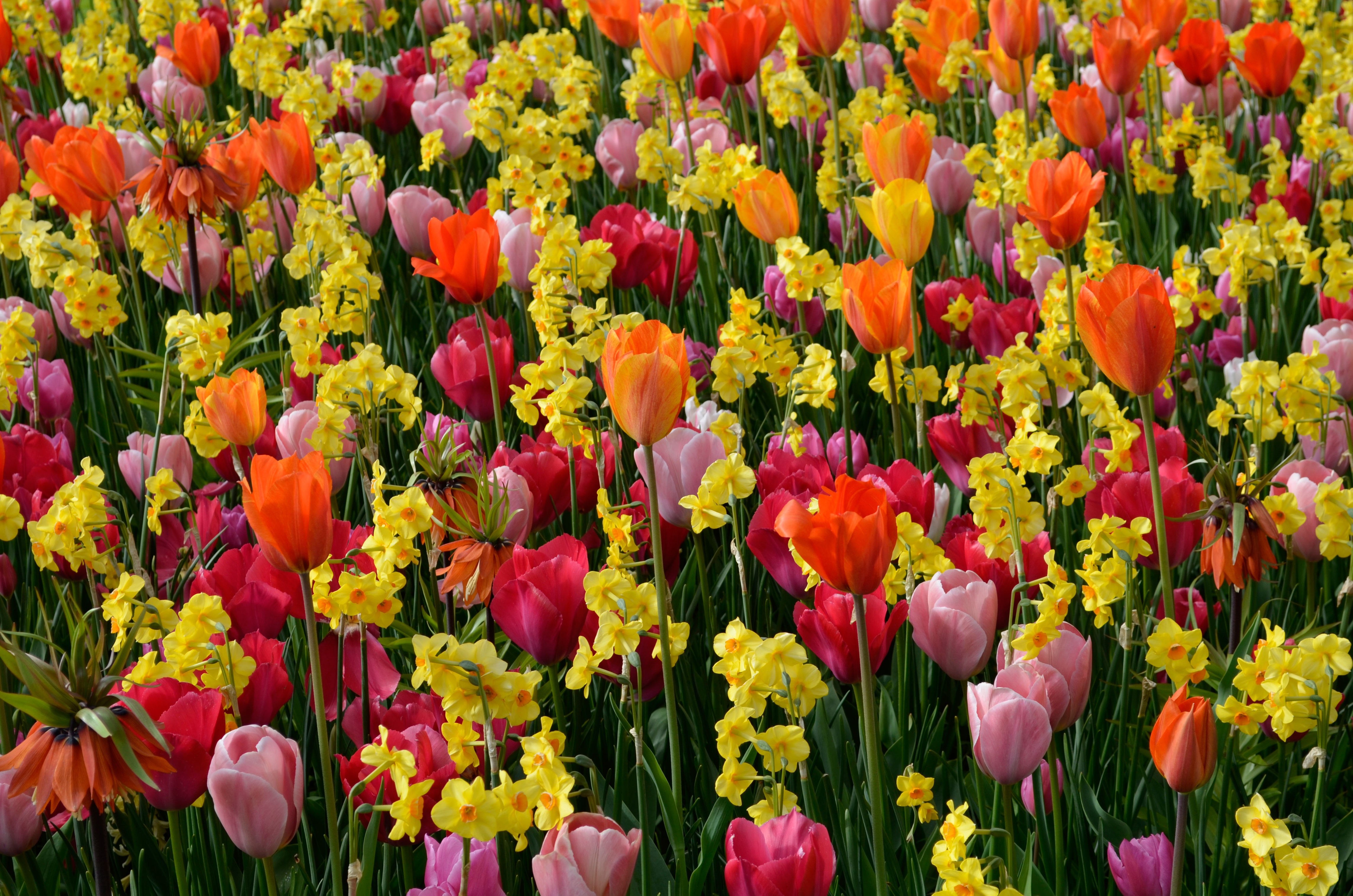 Téléchargez gratuitement l'image Fleurs, Été, Fleur, Couleurs, Tulipe, Fleur Jaune, La Nature, Terre/nature, Fleur Rose, Jonquille, Fleur D'oranger sur le bureau de votre PC