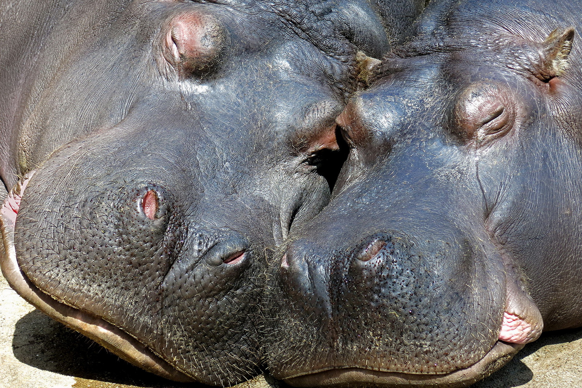 Download mobile wallpaper Animal, Sleeping, Hippo for free.