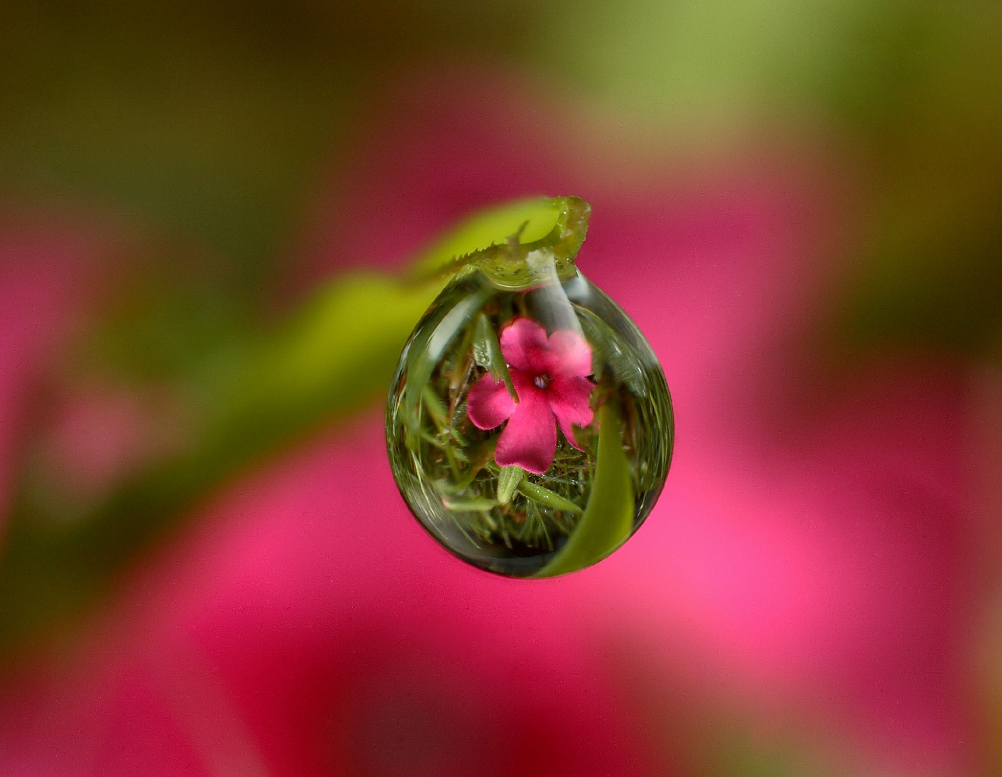 Free download wallpaper Flower, Earth, Water Drop on your PC desktop