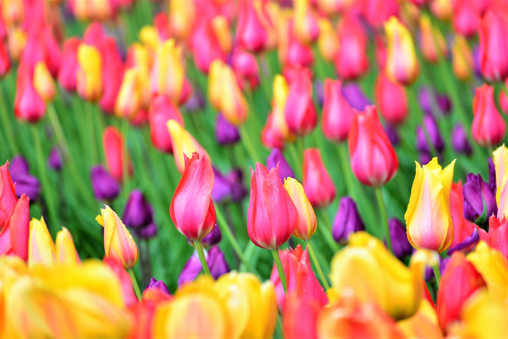 Download mobile wallpaper Flowers, Flower, Earth, Field, Tulip, Yellow Flower, Purple Flower, Pink Flower for free.