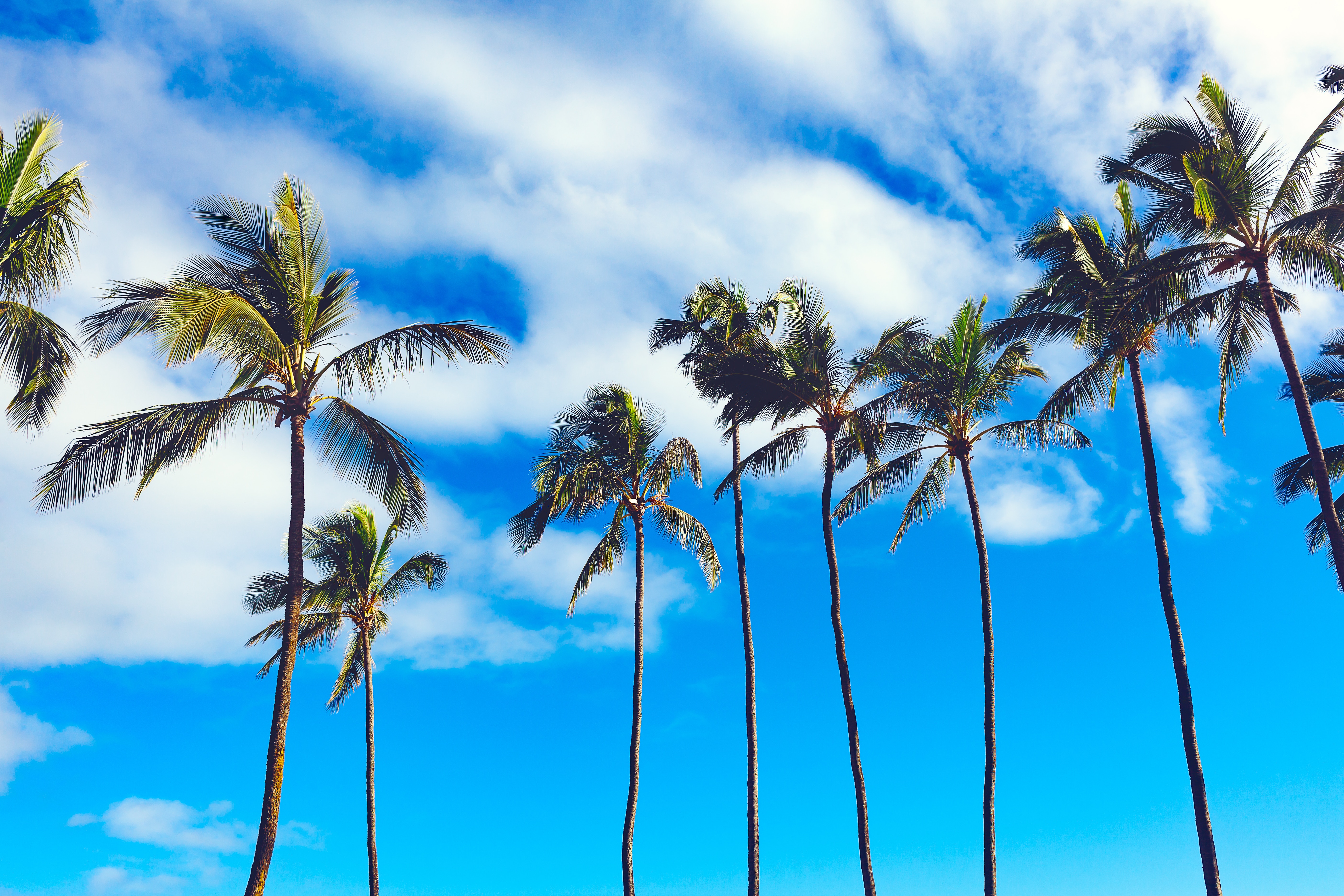 Laden Sie das Sky, Bäume, Natur, Palms, Sommer-Bild kostenlos auf Ihren PC-Desktop herunter