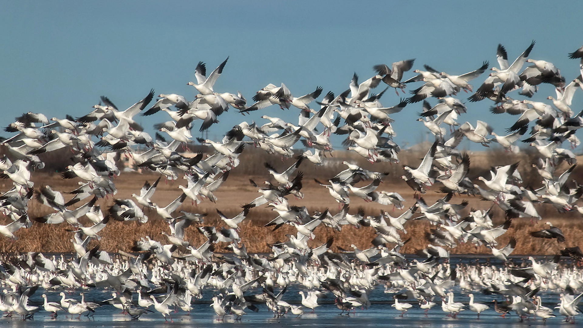 Téléchargez des papiers peints mobile Oiseau, Des Oiseaux, Animaux gratuitement.