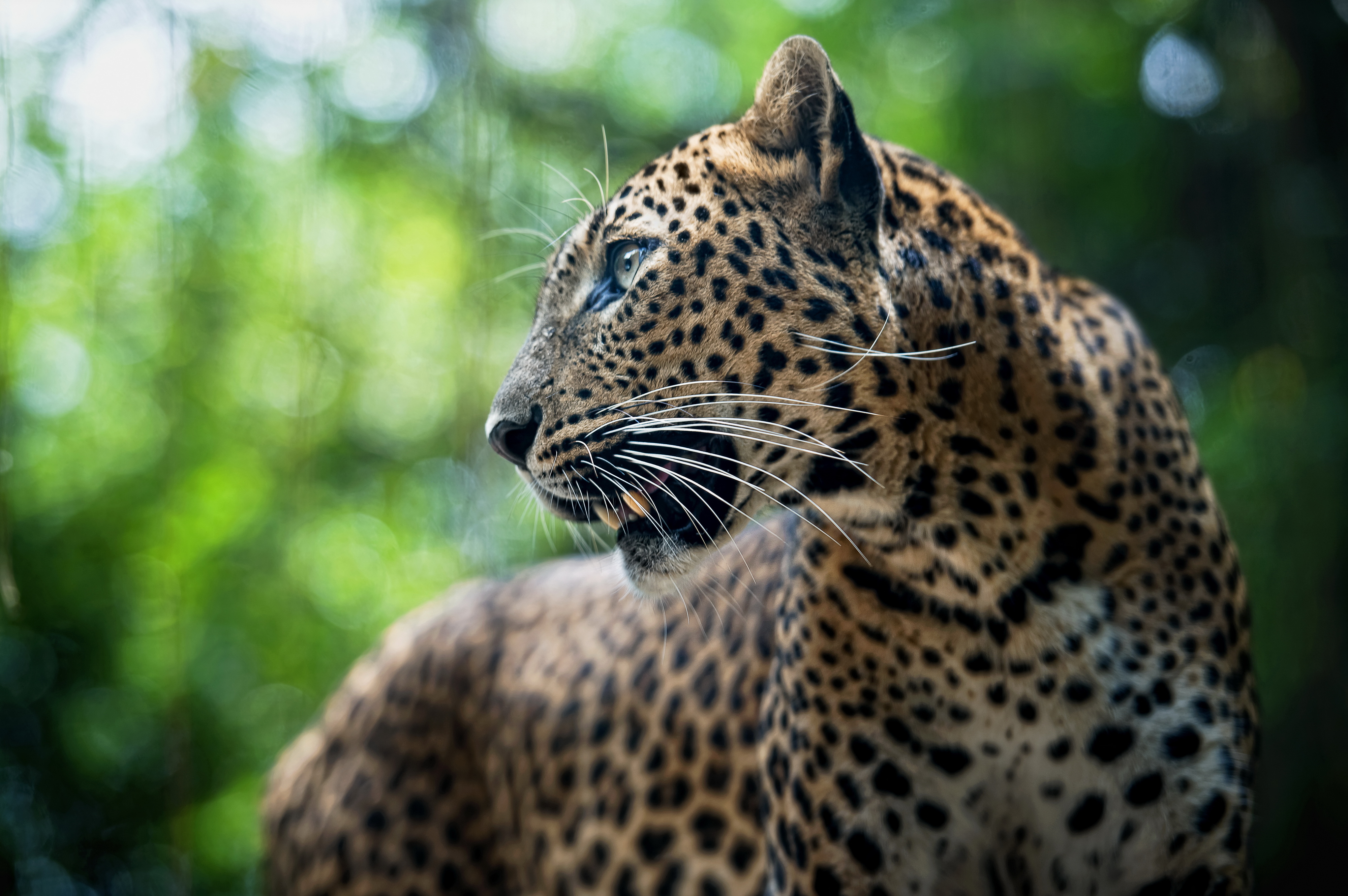 Handy-Wallpaper Leopard, Katzen, Tiere kostenlos herunterladen.