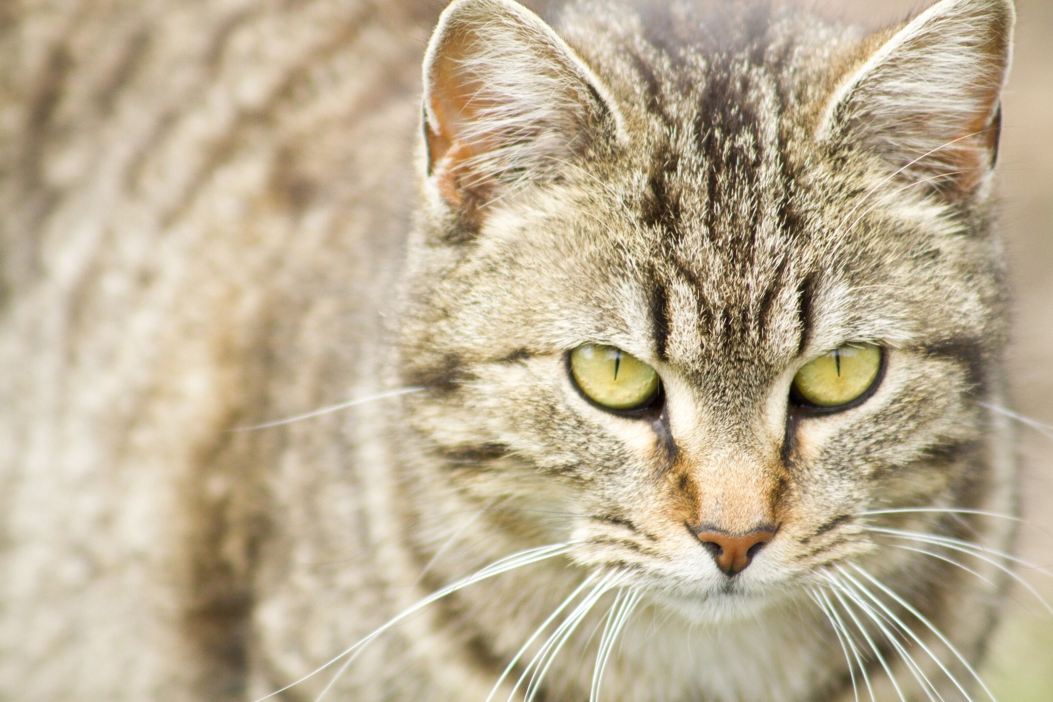 Baixe gratuitamente a imagem Animais, Gatos, Gato na área de trabalho do seu PC