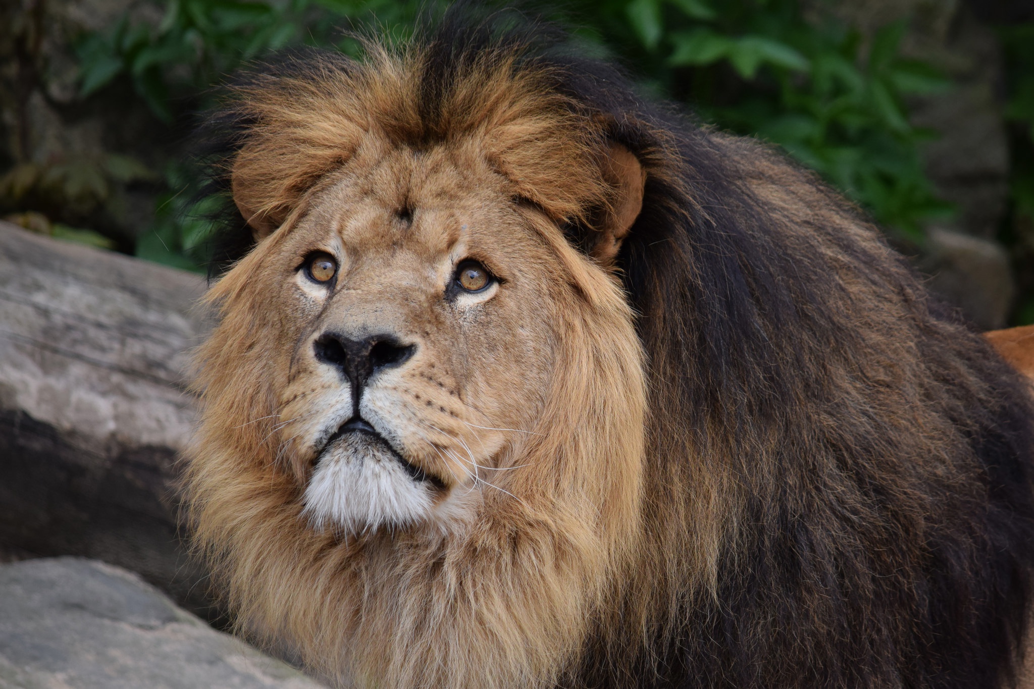 Téléchargez gratuitement l'image Lion, Chats, Animaux sur le bureau de votre PC