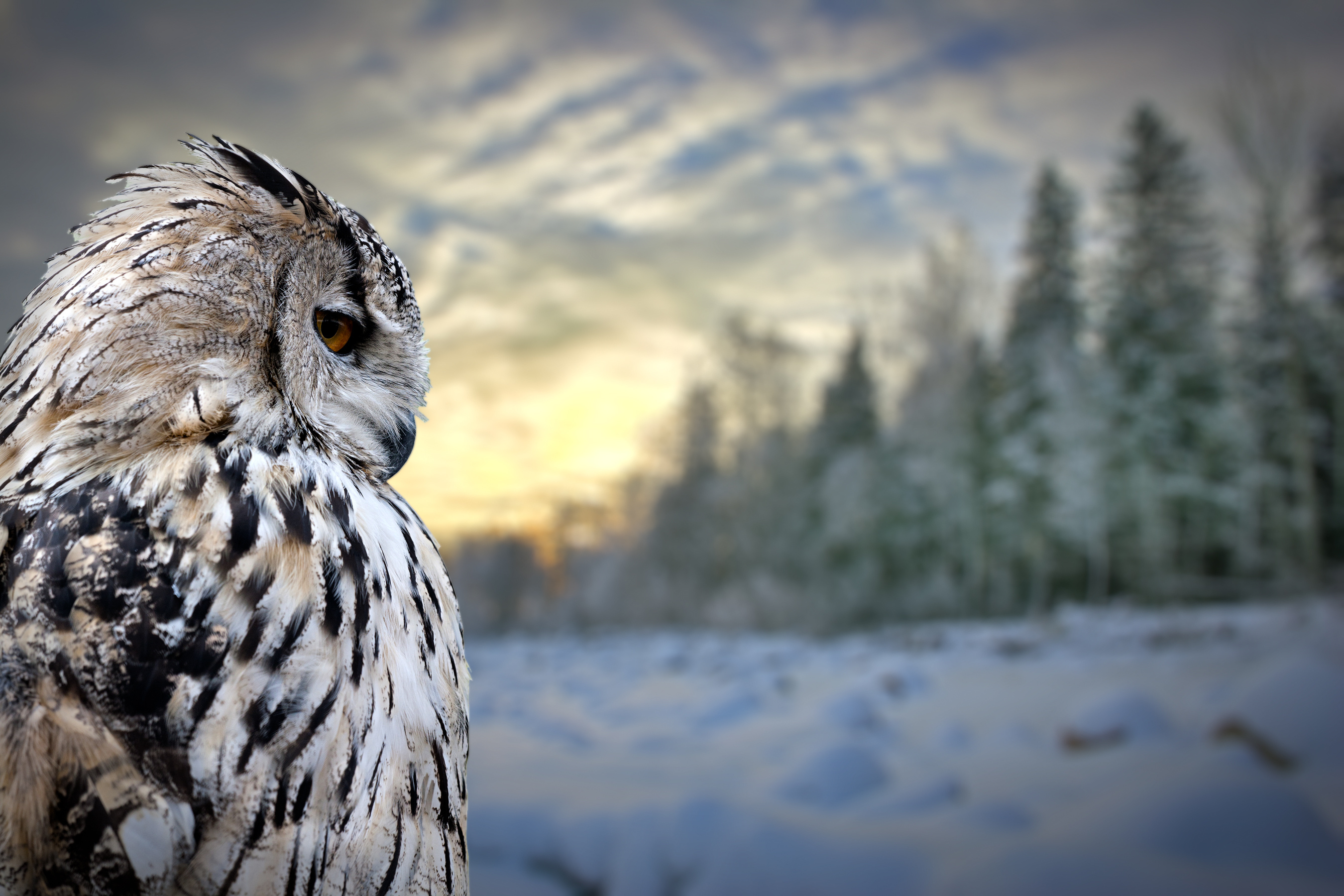 Download mobile wallpaper Owl, Birds, Animal for free.