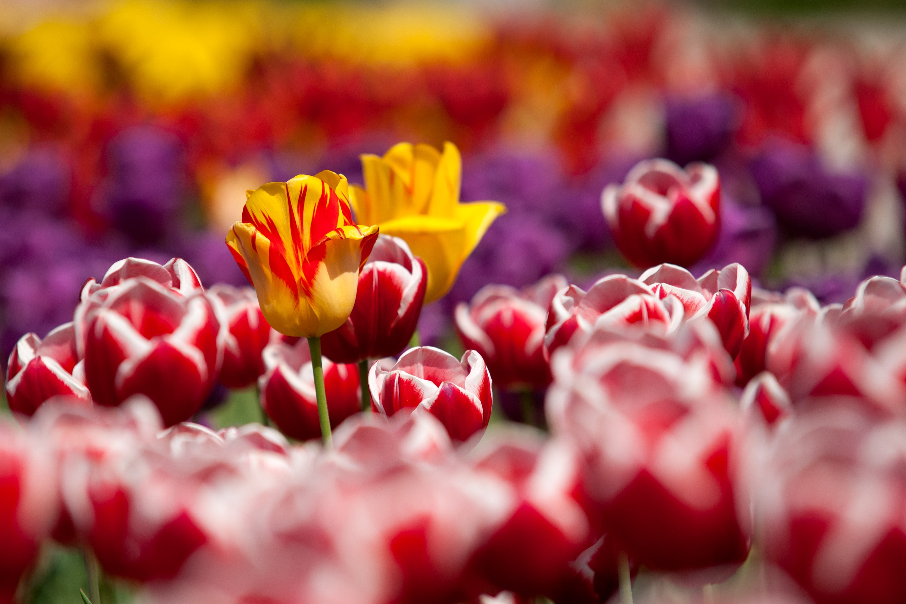 Download mobile wallpaper Flowers, Smooth, Blur, Tulips for free.