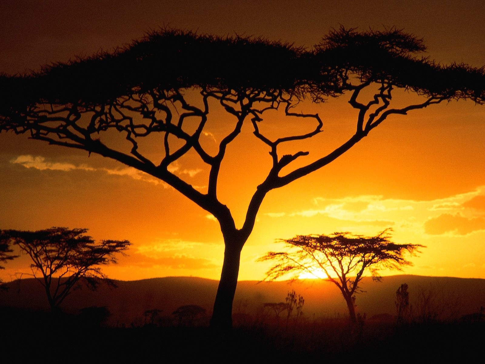 Laden Sie das Bäume, Sunset, Landschaft-Bild kostenlos auf Ihren PC-Desktop herunter