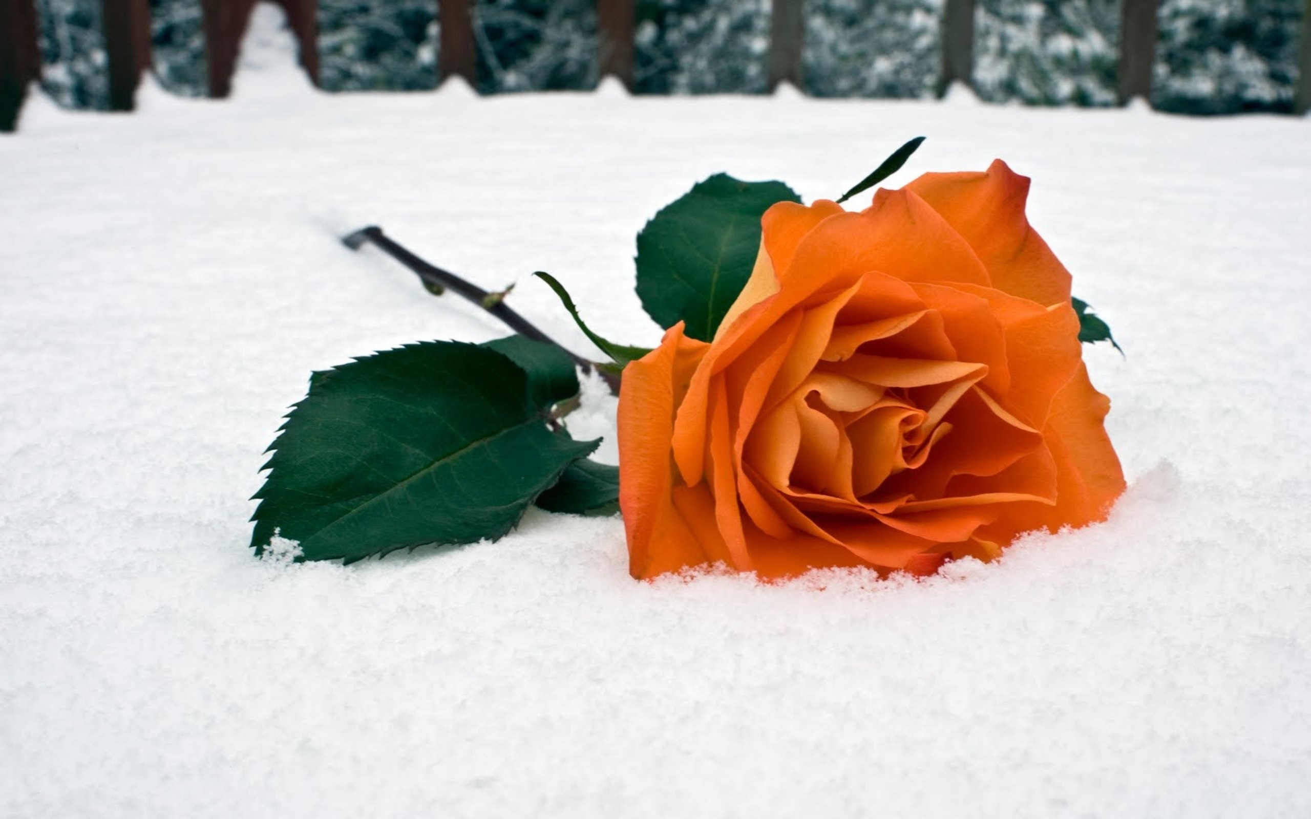 Скачать обои бесплатно Снег, Розы, Цветы, Растения картинка на рабочий стол ПК