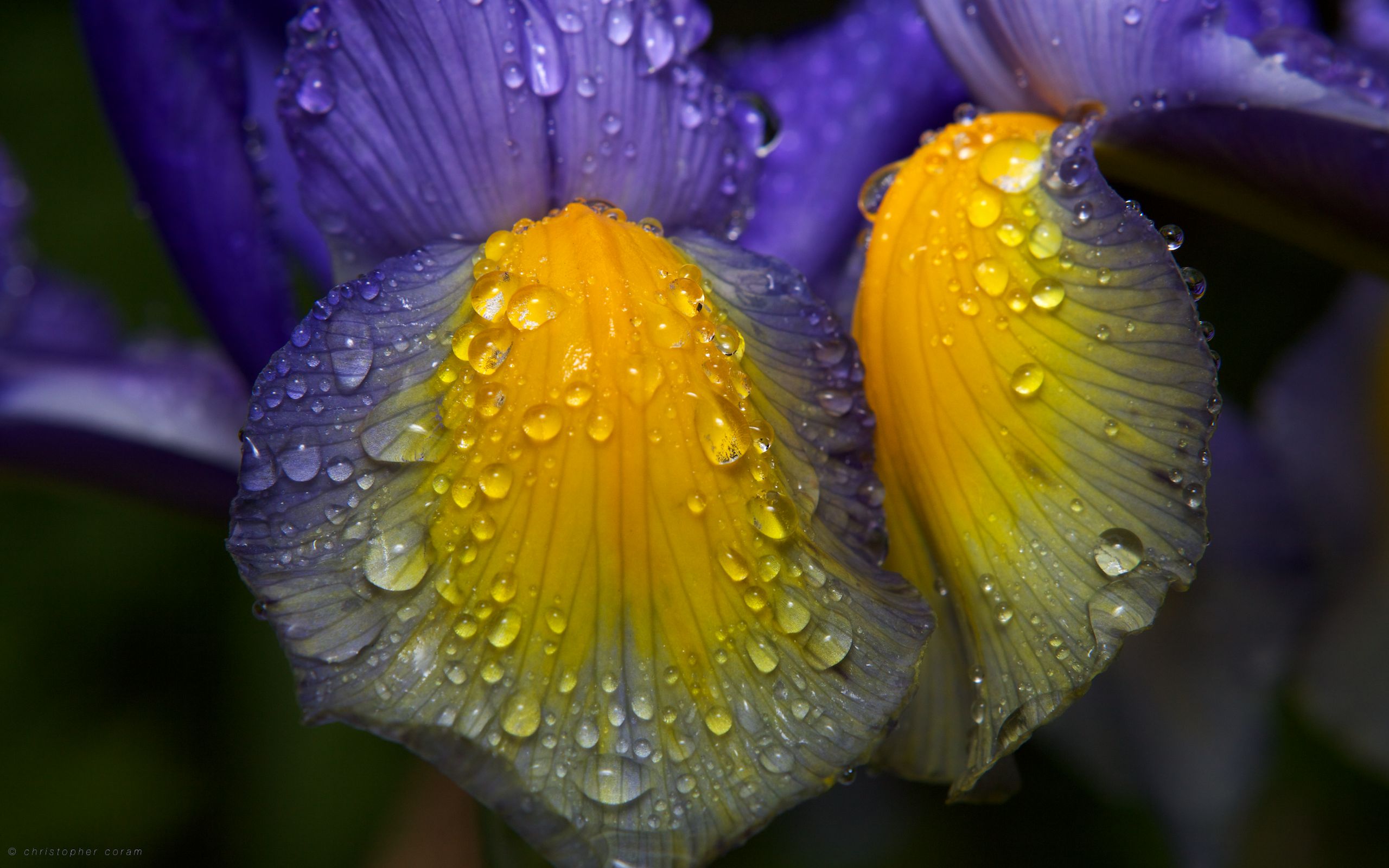 無料モバイル壁紙水滴, 黄色, 花弁, 青い, 写真撮影, 花, 雨をダウンロードします。