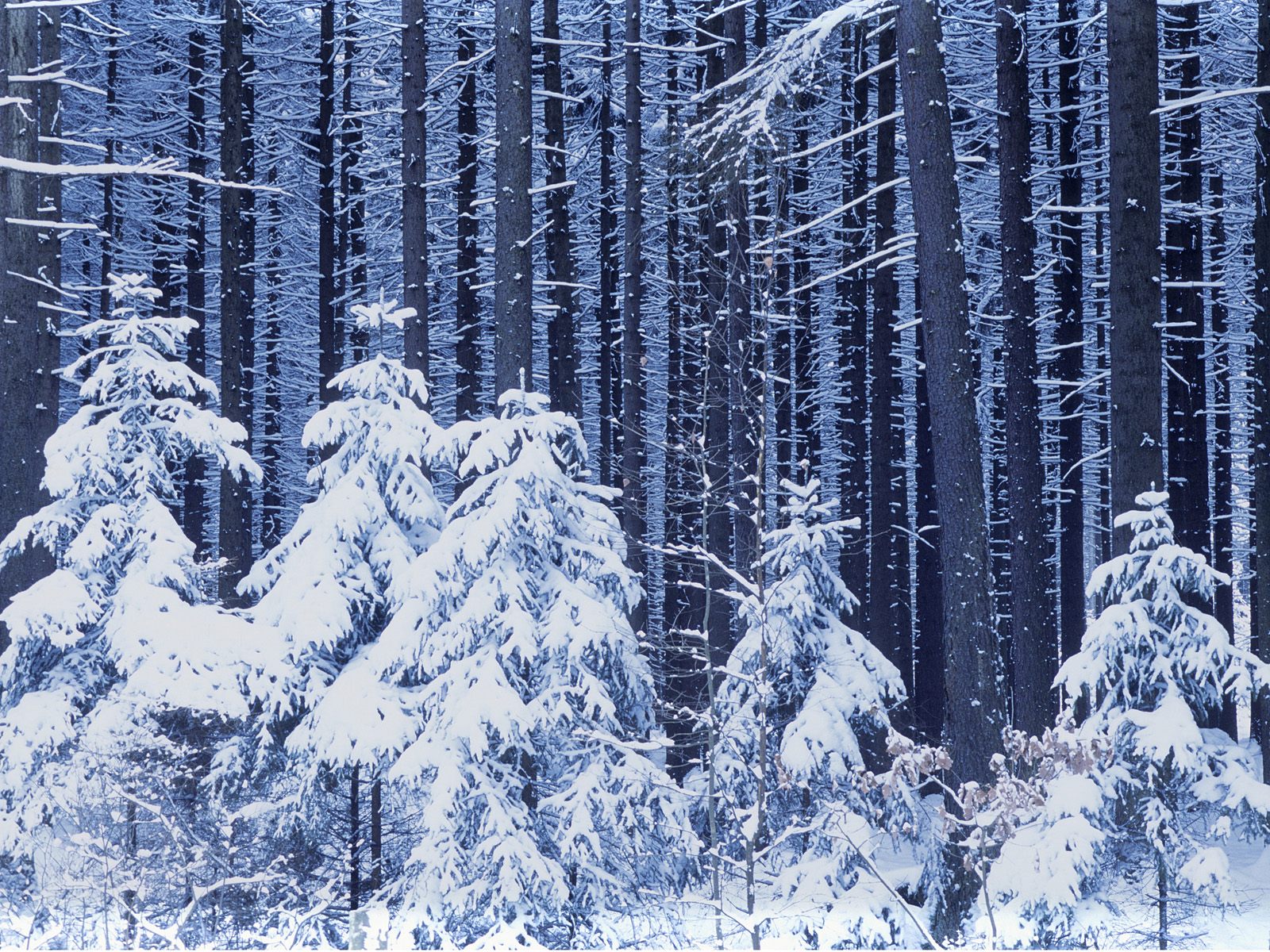 Завантажити шпалери безкоштовно Зима, Земля картинка на робочий стіл ПК
