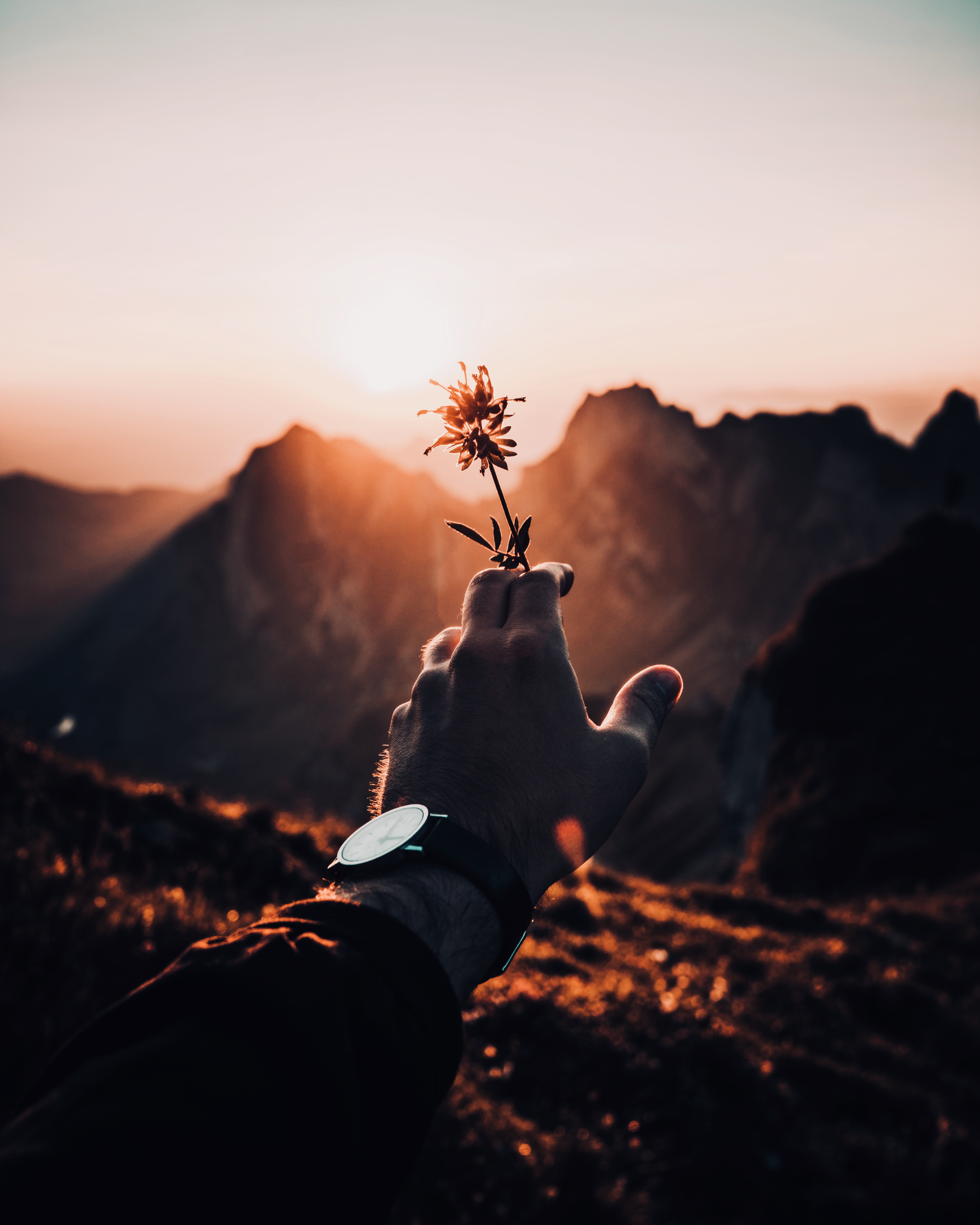 sunset, sunlight, flowers, flower, hand iphone wallpaper