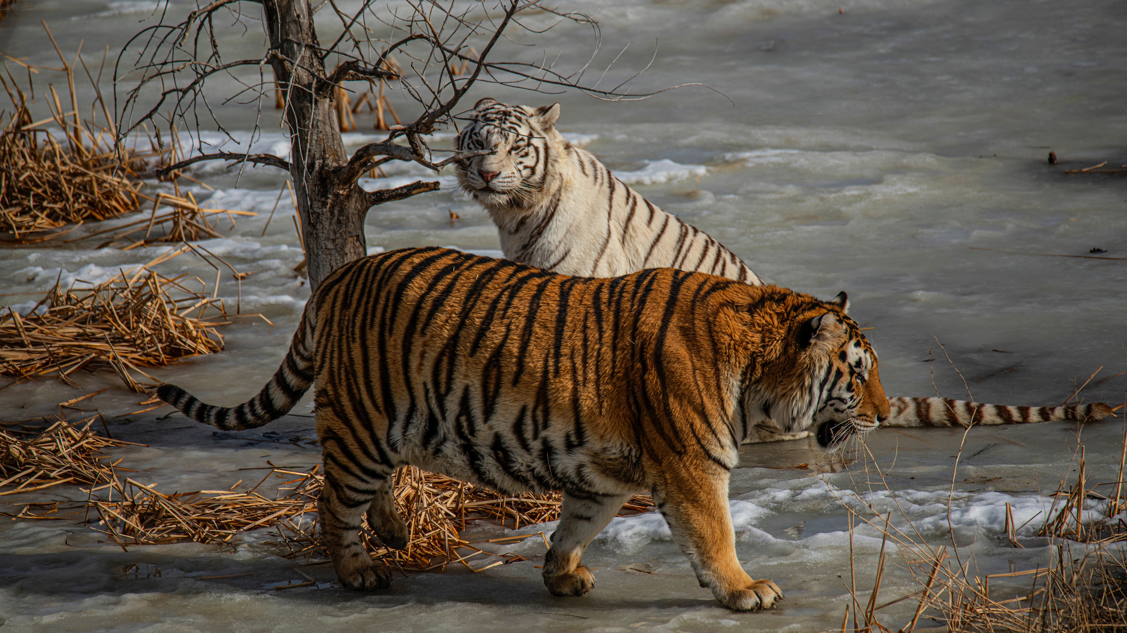 無料モバイル壁紙動物, 冬, 雪, 猫, 虎, ホワイトタイガーをダウンロードします。