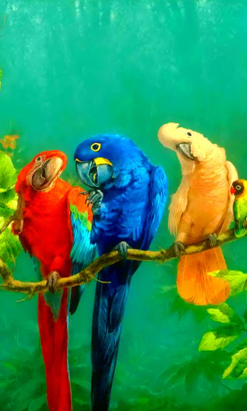 Handy-Wallpaper Tiere, Vögel, Vogel, Bunt, Ara, Kakadu, Papagei kostenlos herunterladen.