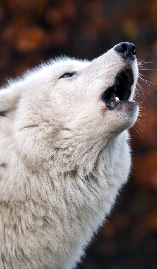Descarga gratuita de fondo de pantalla para móvil de Animales, Lobo Ártico.