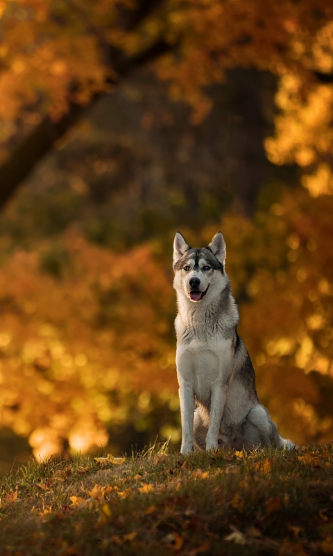 Handy-Wallpaper Tiere, Hunde, Herbst, Hund, Schlittenhund, Tiefenschärfe kostenlos herunterladen.