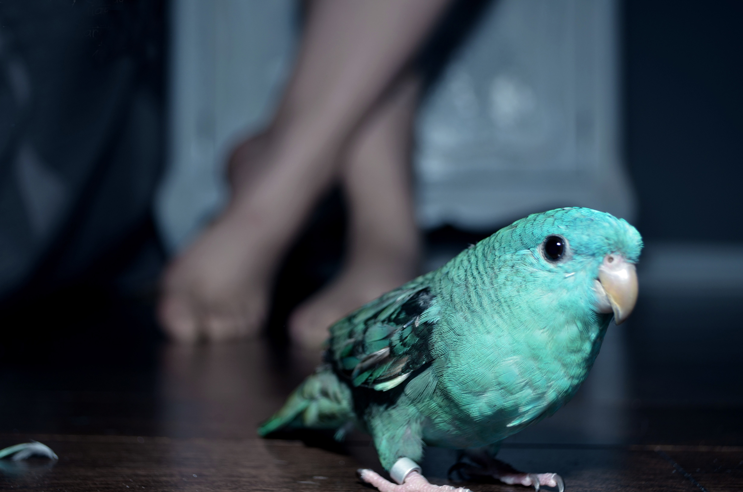 Téléchargez des papiers peints mobile Oiseau, Des Oiseaux, Animaux gratuitement.