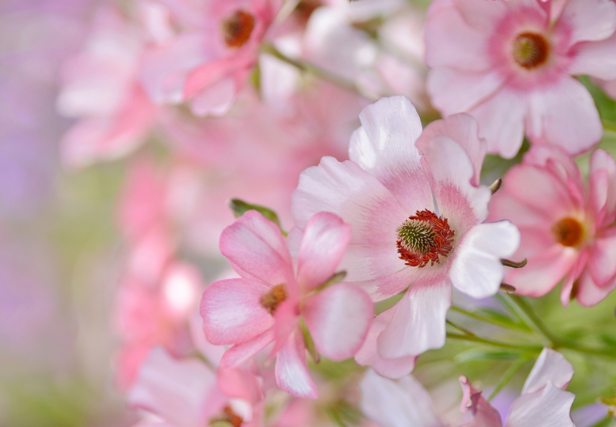 Скачать обои бесплатно Цветок, Цветущие, Земля/природа, Розовый Цветок, Флауэрсы картинка на рабочий стол ПК