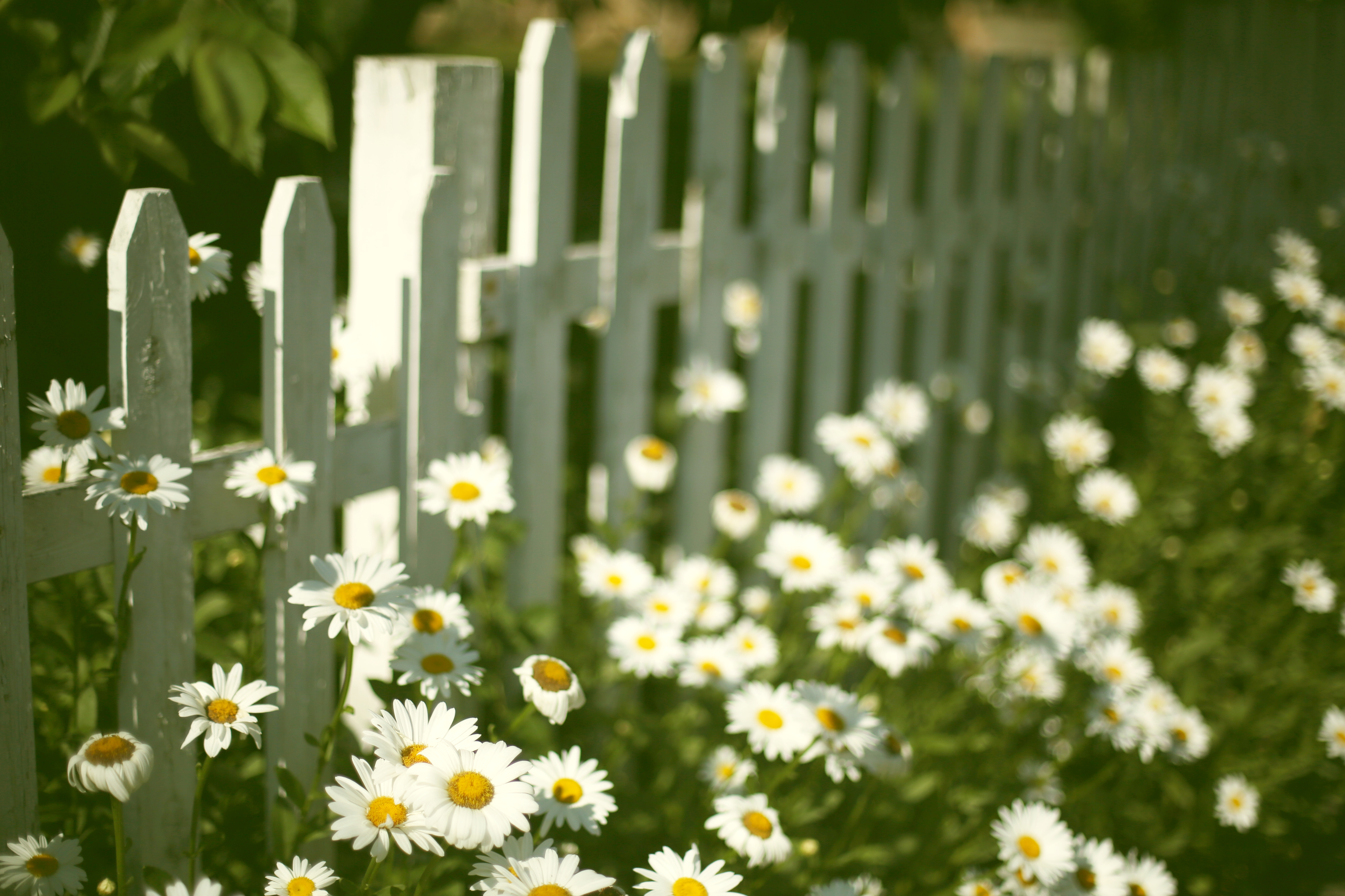 Free download wallpaper Fence, Spring, Daisy, White Flower, Man Made on your PC desktop