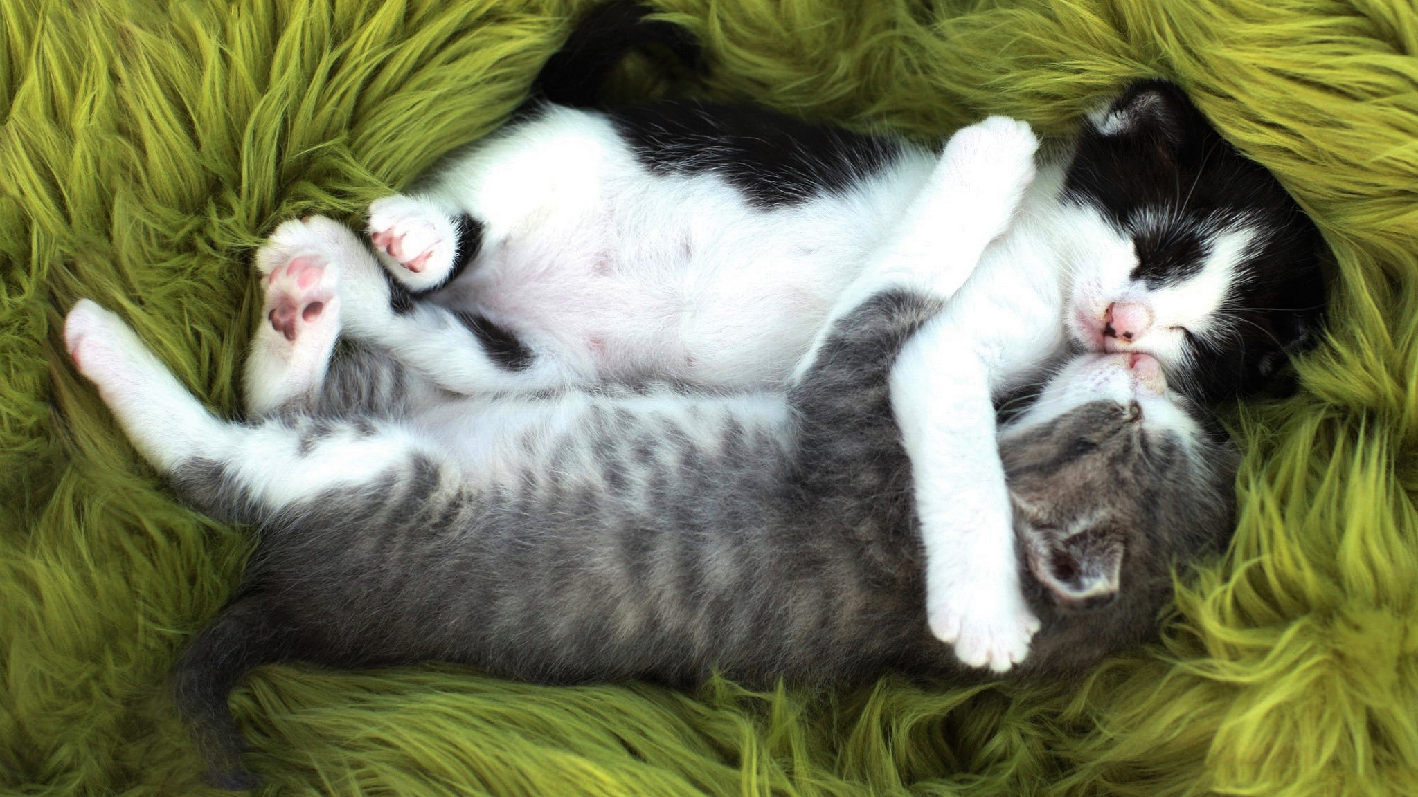 Download mobile wallpaper Cats, Love, Cat, Kitten, Animal, Cute, Hug, Baby Animal for free.