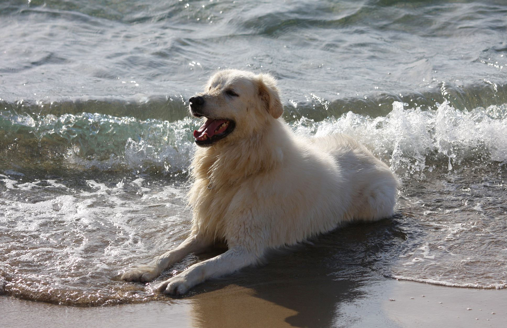 Laden Sie das Tiere, Hunde, Hund, Maremma Schäferhund-Bild kostenlos auf Ihren PC-Desktop herunter