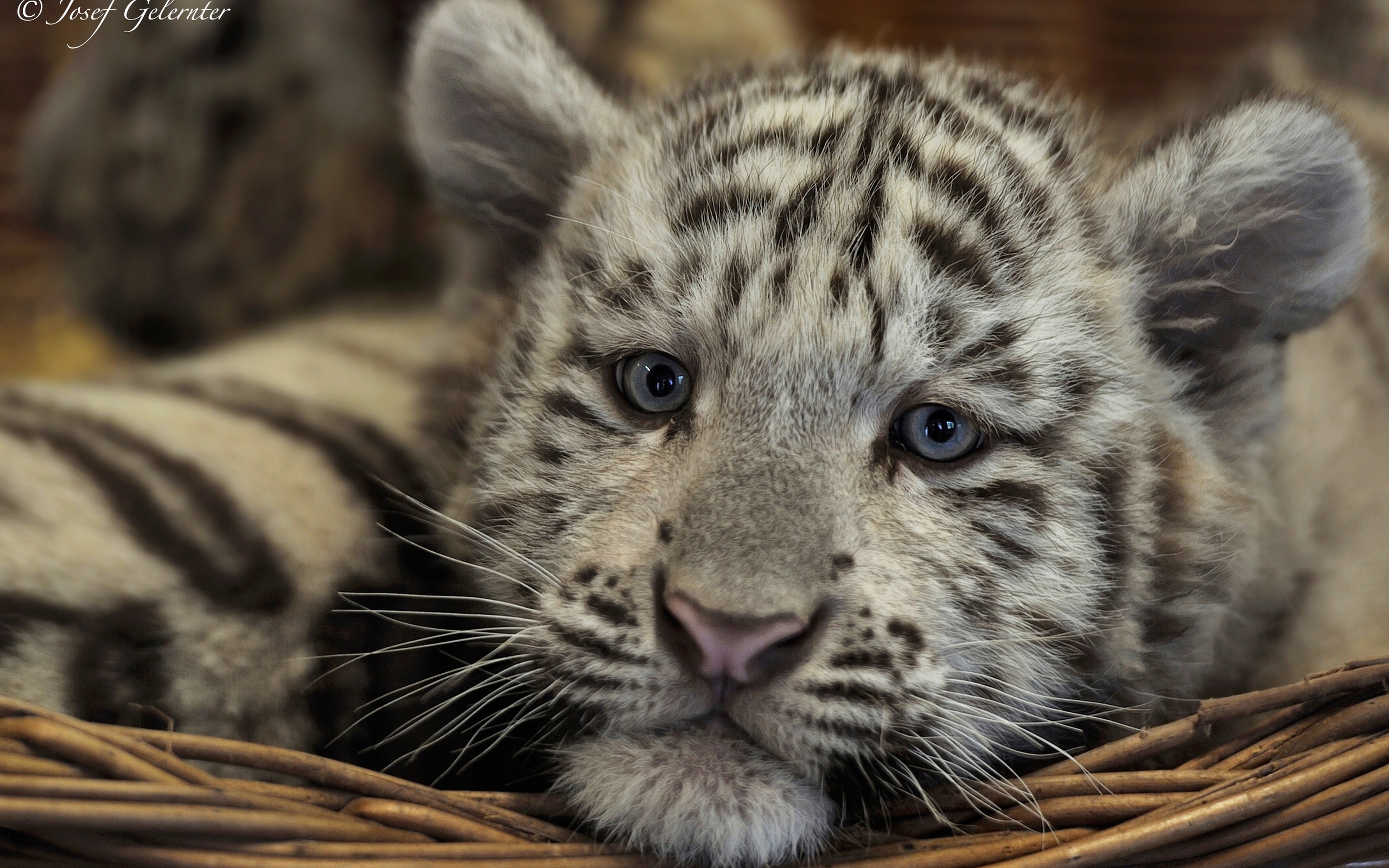 Скачать обои бесплатно Белый Тигр, Животные, Кошки картинка на рабочий стол ПК