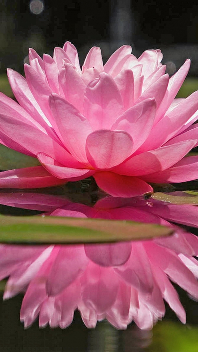 Descarga gratuita de fondo de pantalla para móvil de Flores, Nenúfar, Tierra/naturaleza.