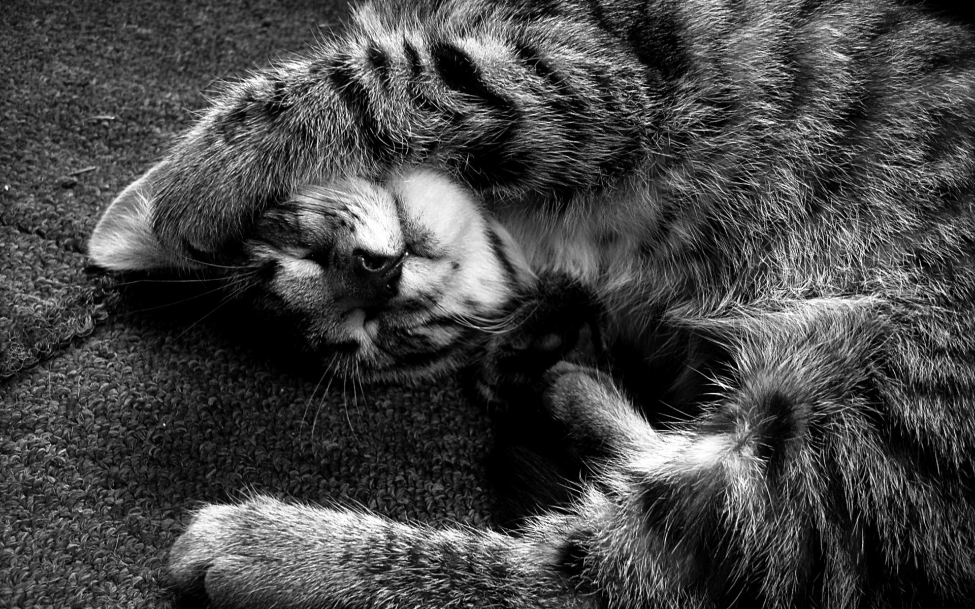 Download mobile wallpaper Cat, Photography, Black & White for free.