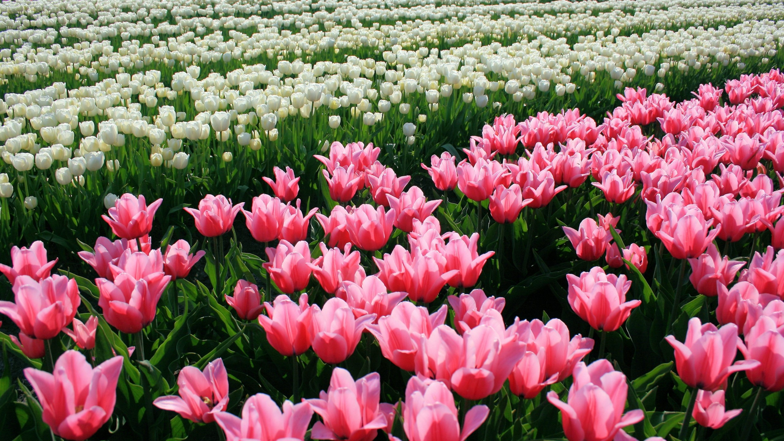 Скачати мобільні шпалери Квітка, Земля, Поле, Тюльпан, Біла Квітка, Рожева Квітка безкоштовно.