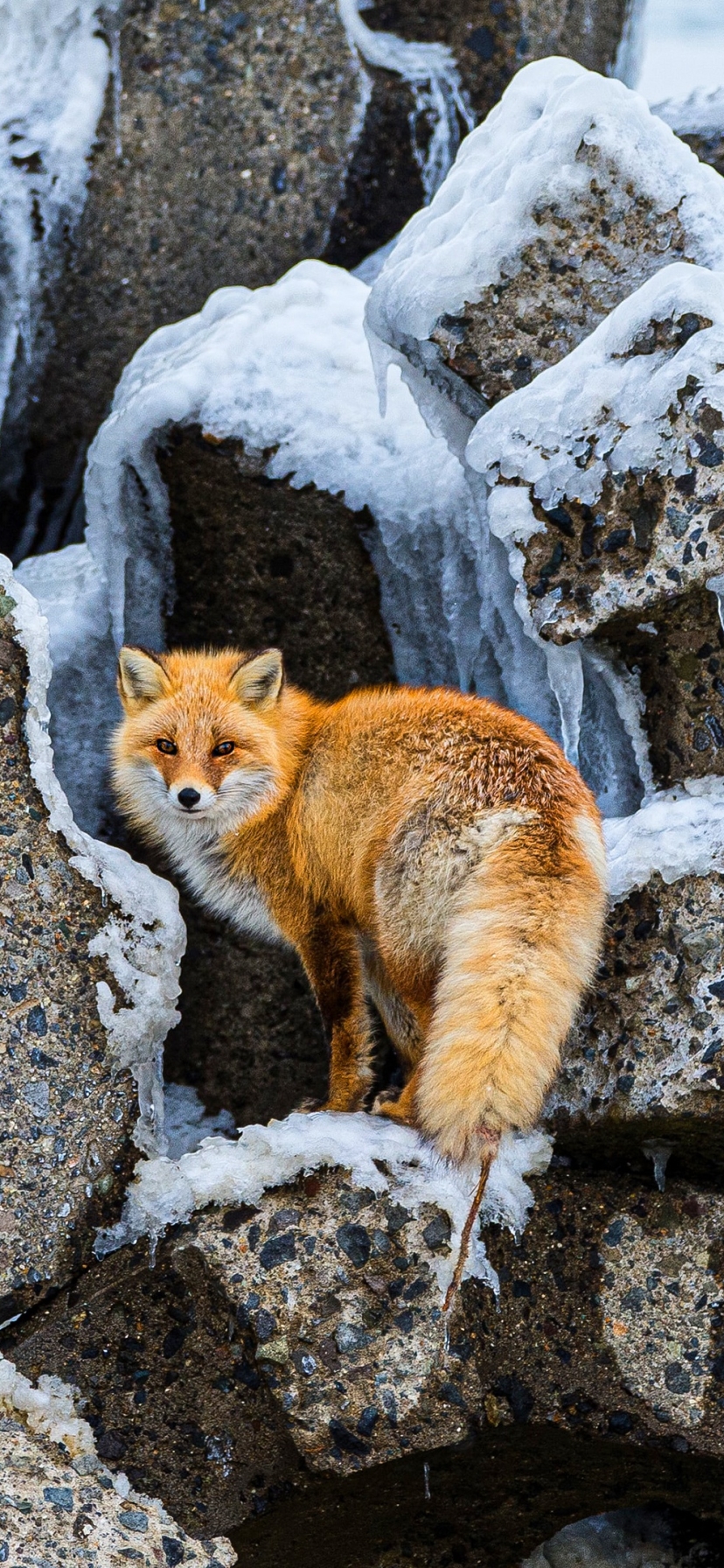 Download mobile wallpaper Fox, Animal for free.