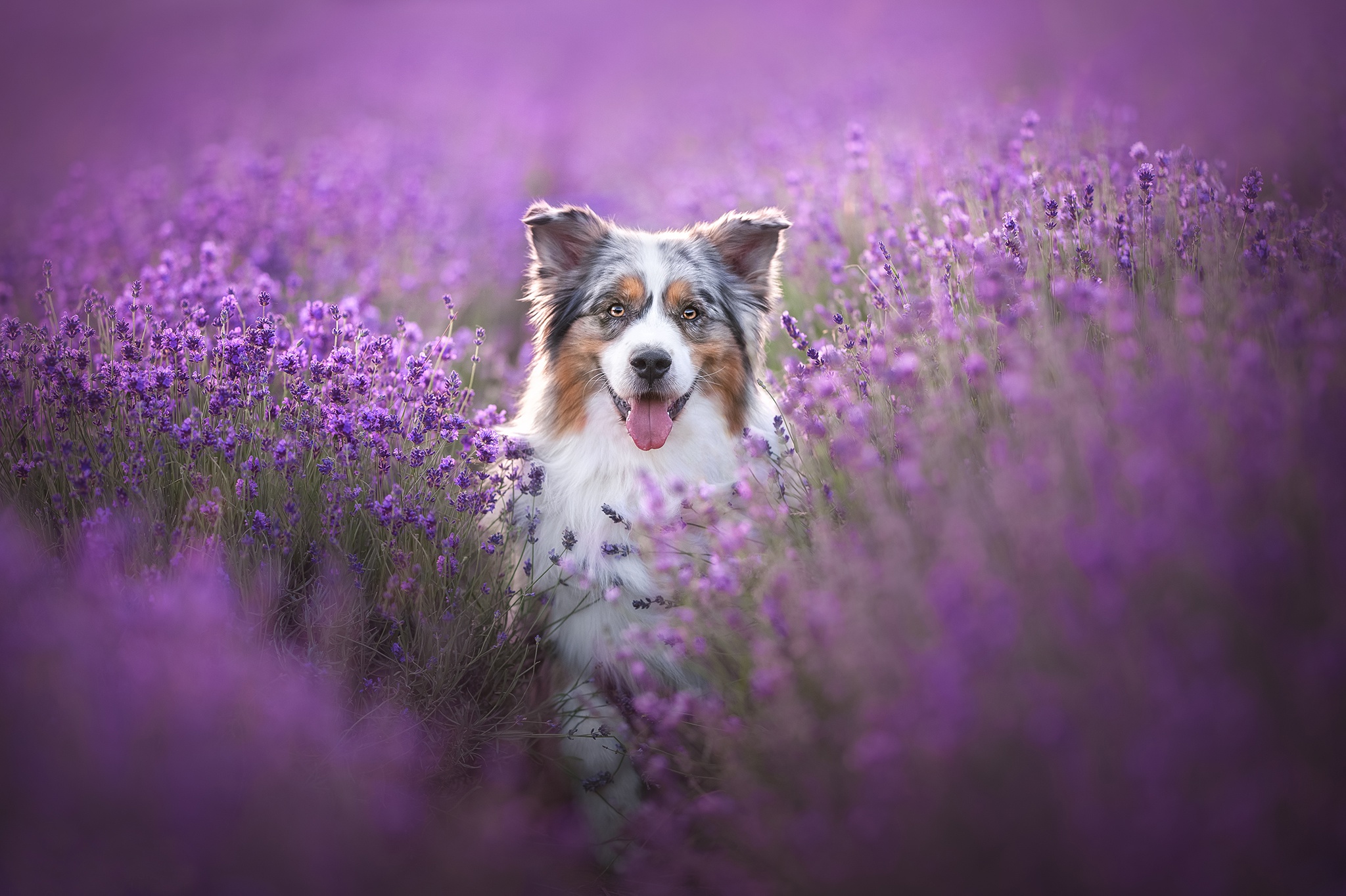 Download mobile wallpaper Dogs, Flower, Dog, Animal, Australian Shepherd, Lavender, Purple Flower for free.