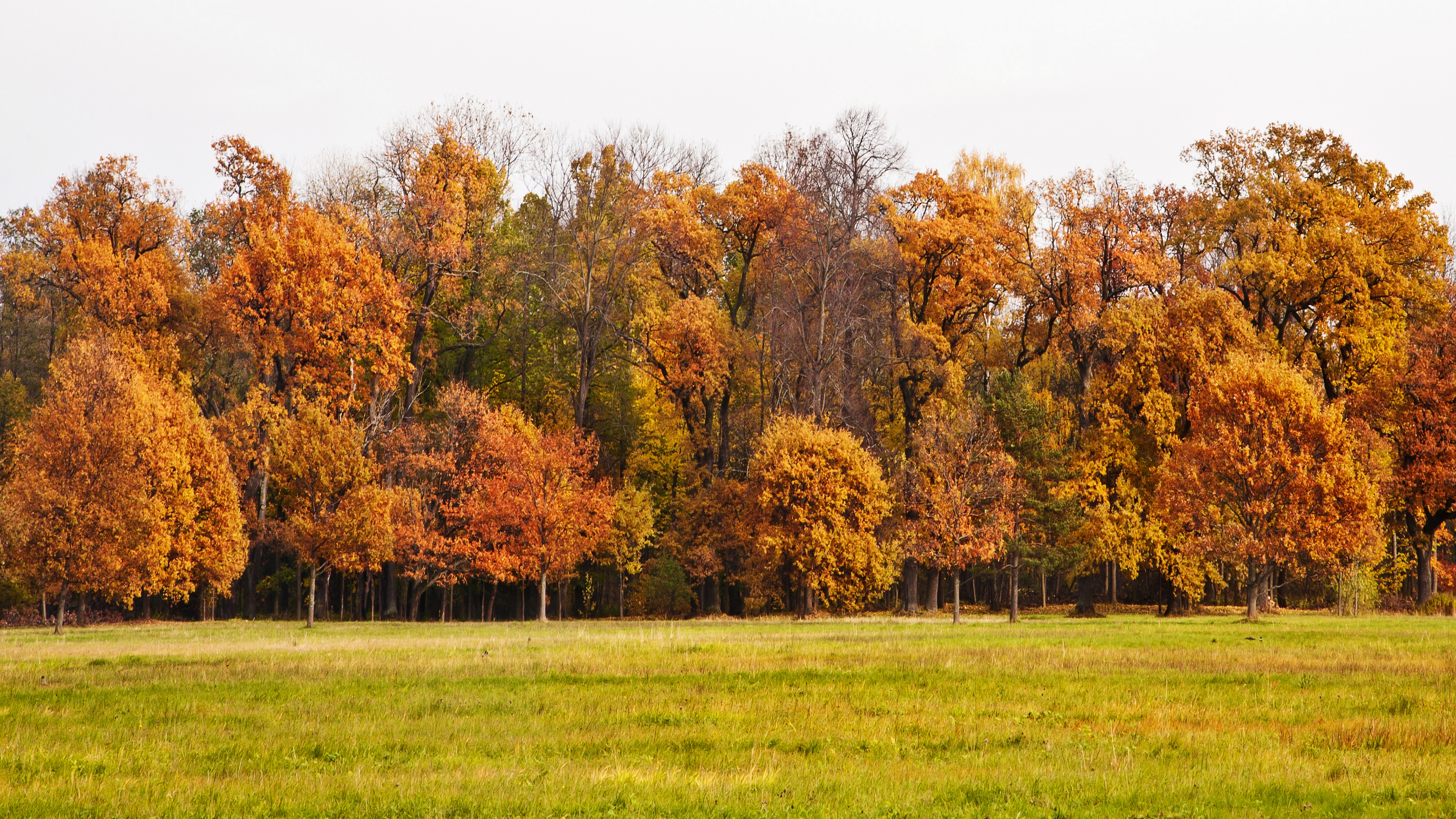 Handy-Wallpaper Landschaft, Natur, Herbst, Baum, Erde/natur kostenlos herunterladen.