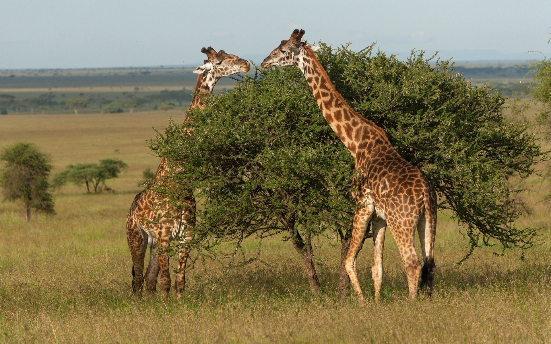 602575 Hintergrundbild herunterladen tiere, giraffe - Bildschirmschoner und Bilder kostenlos