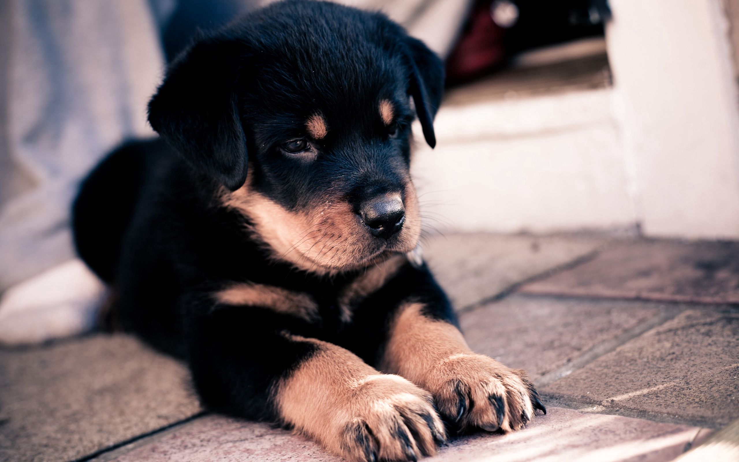 Free download wallpaper Muzzle, Puppy, Animals, Rottweiler on your PC desktop