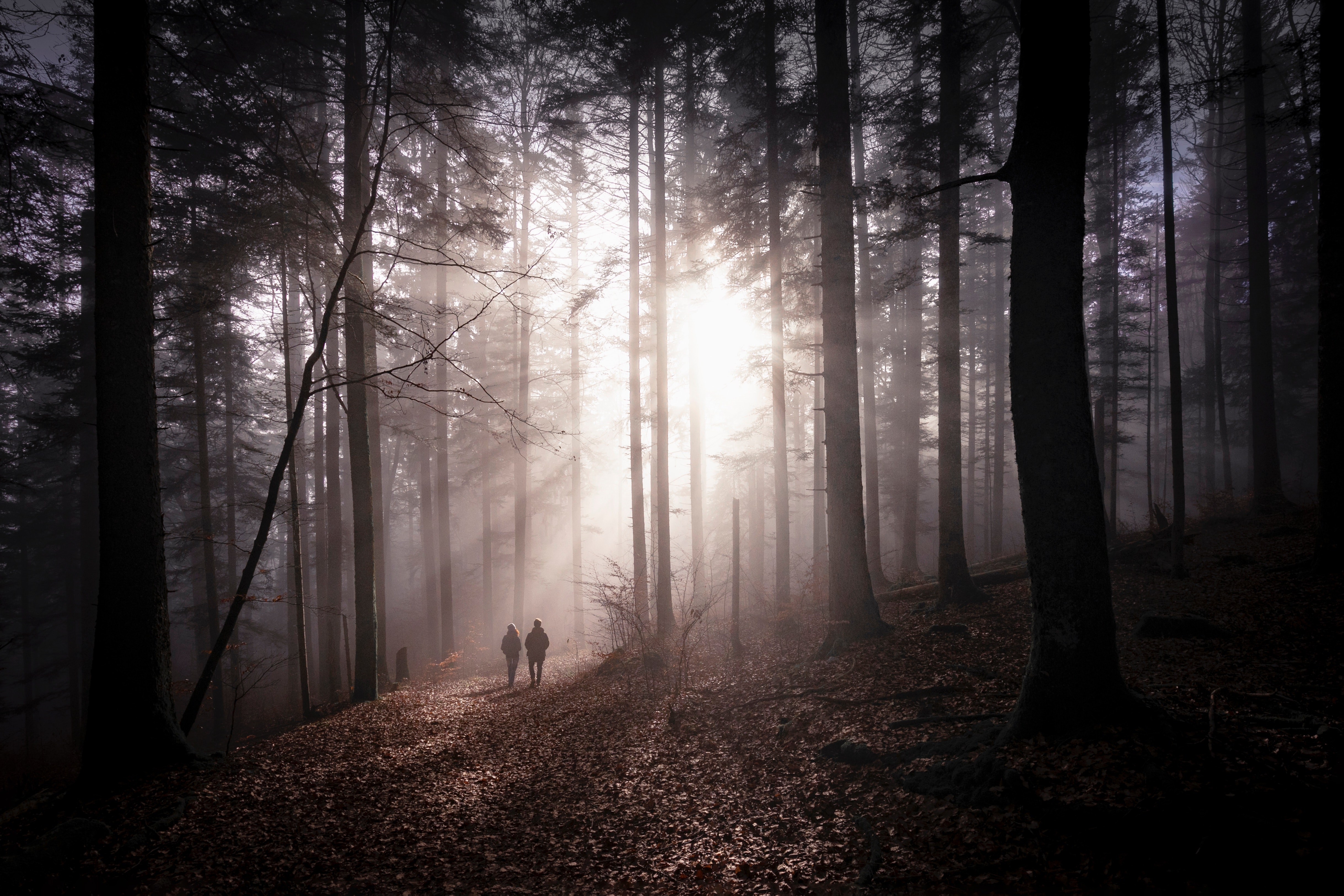 Download background forest, nature, autumn, couple, pair, fog, silhouettes, stroll