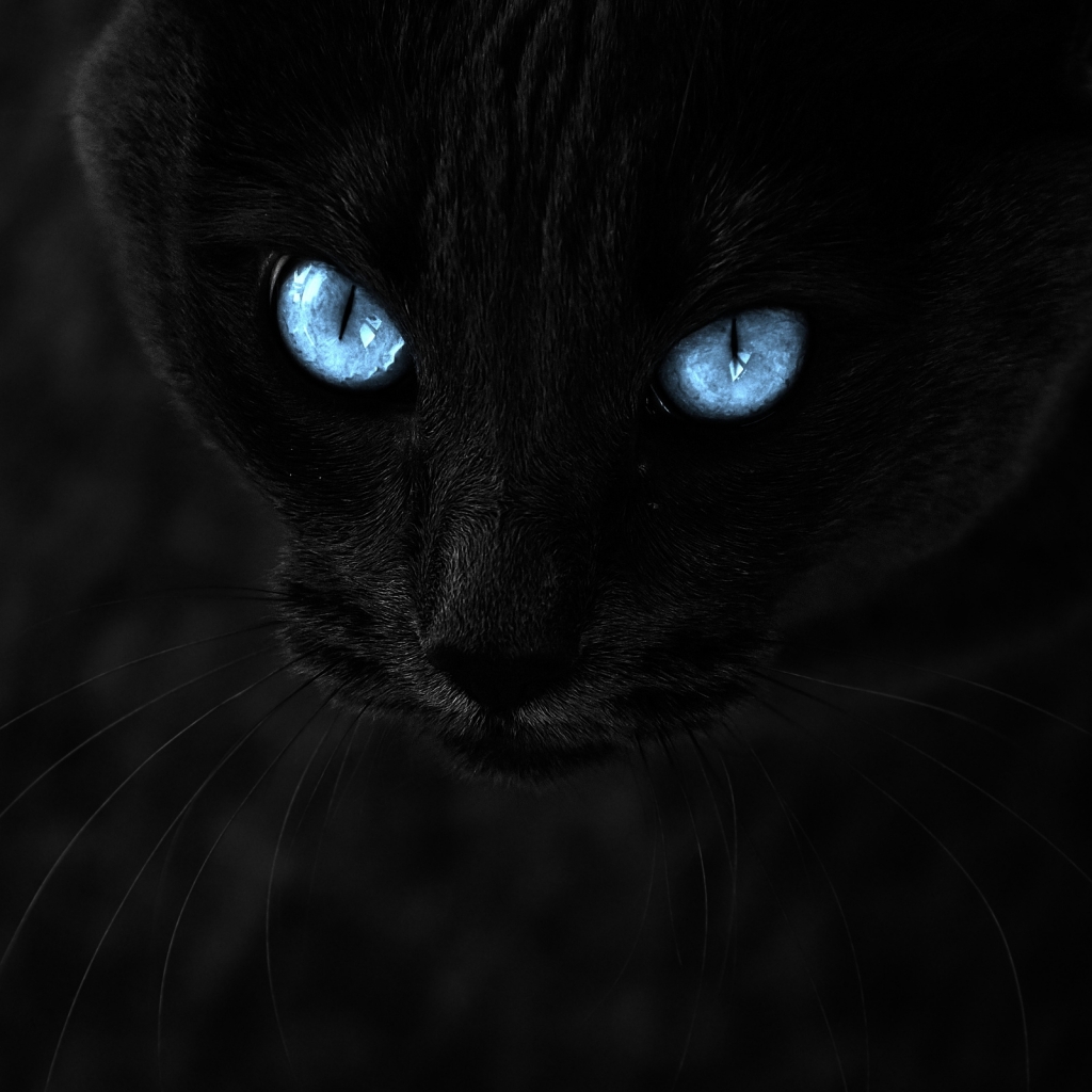 Download mobile wallpaper Cats, Cat, Animal, Face, Eye for free.