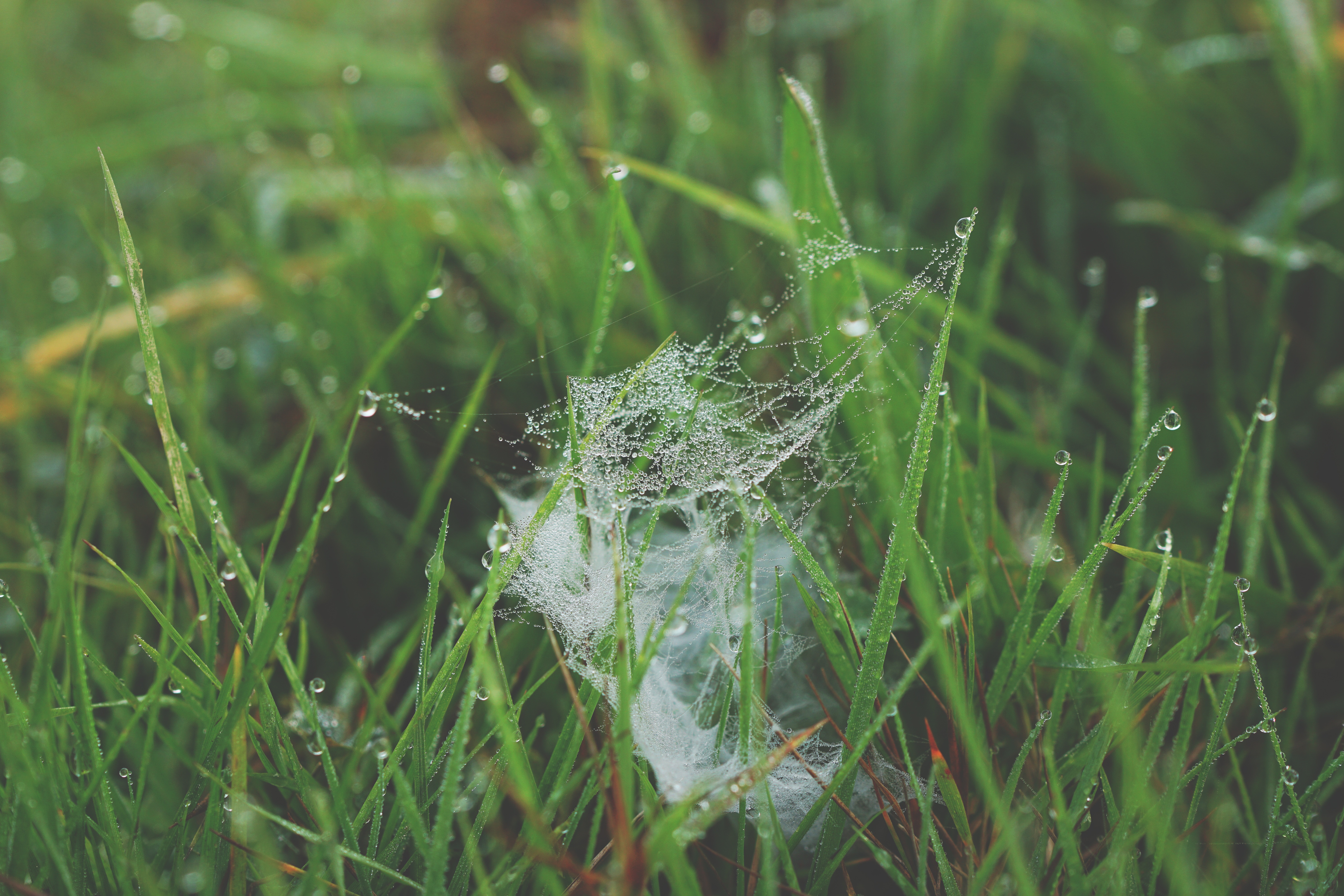 Download mobile wallpaper Grass, Dew, Web, Nature for free.