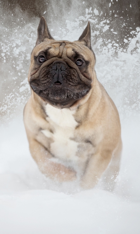 Download mobile wallpaper Dogs, Snow, Dog, Animal, French Bulldog for free.