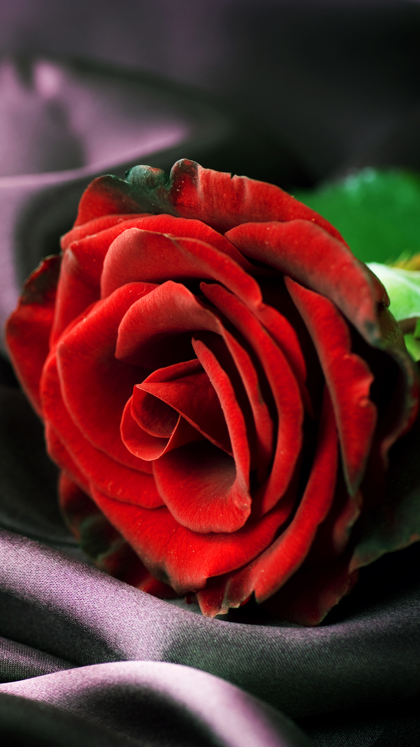 Descarga gratis la imagen Flores, Rosa, Flor, Pétalo, Rosa Roja, Flor Roja, Tierra/naturaleza en el escritorio de tu PC