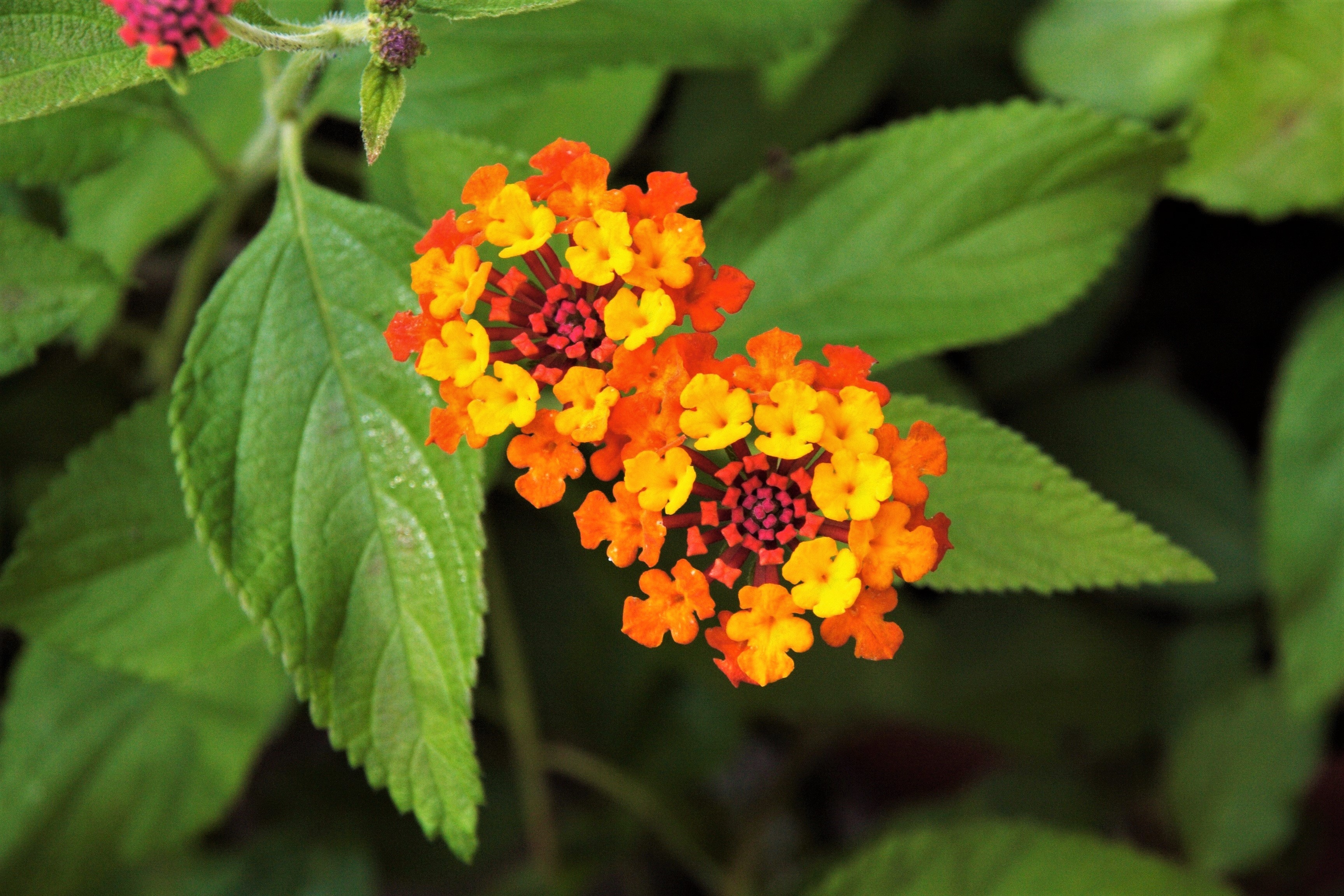 Laden Sie das Blumen, Blume, Blatt, Farben, Bunt, Erde/natur, Orangene Blume-Bild kostenlos auf Ihren PC-Desktop herunter