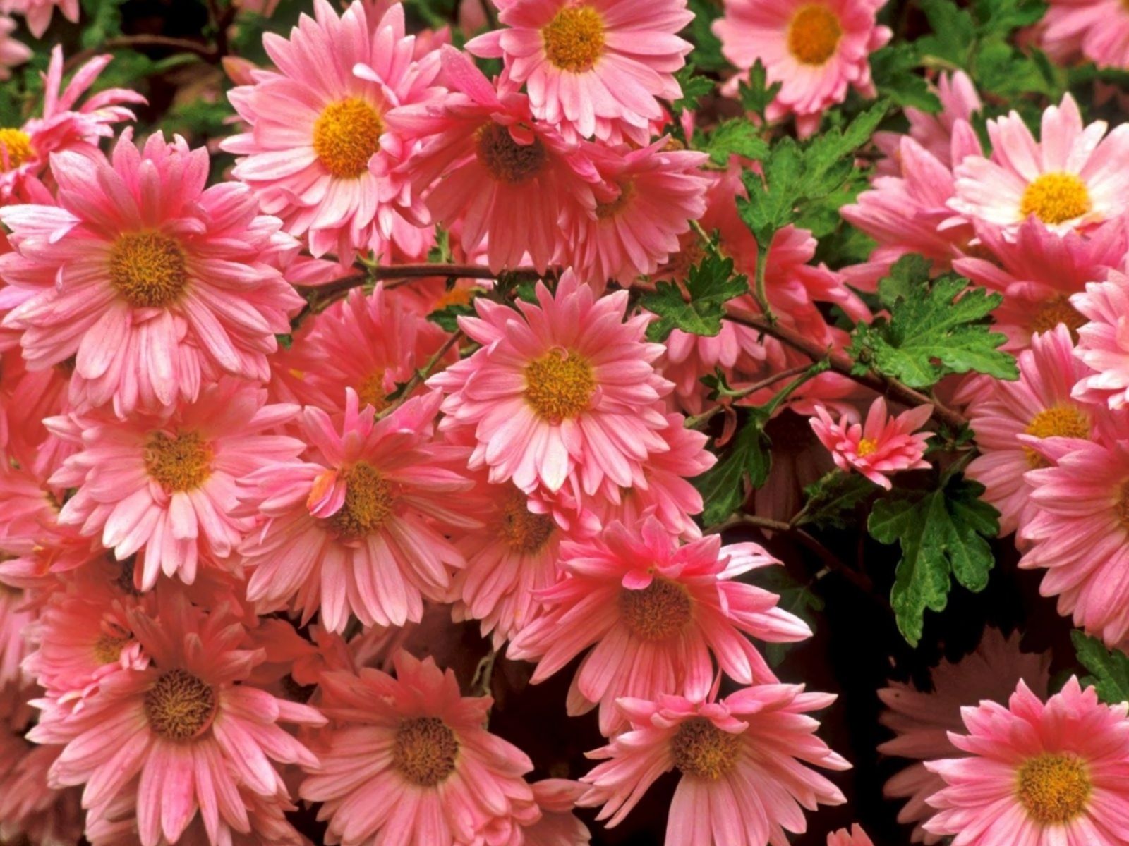 Download mobile wallpaper Flowers, Flower, Earth, Daisy, Pink Flower for free.