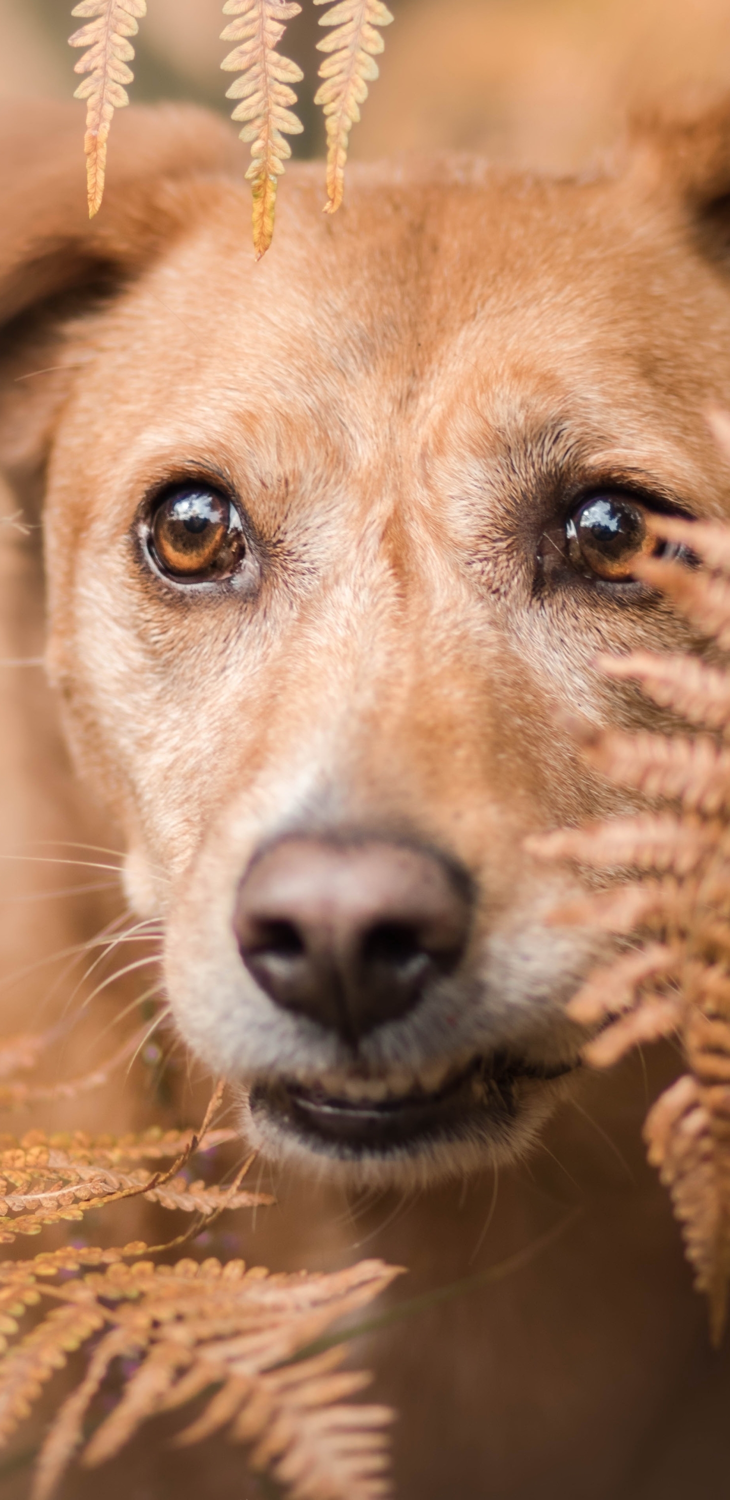 Descarga gratuita de fondo de pantalla para móvil de Animales, Perros, Perro, Bozal.