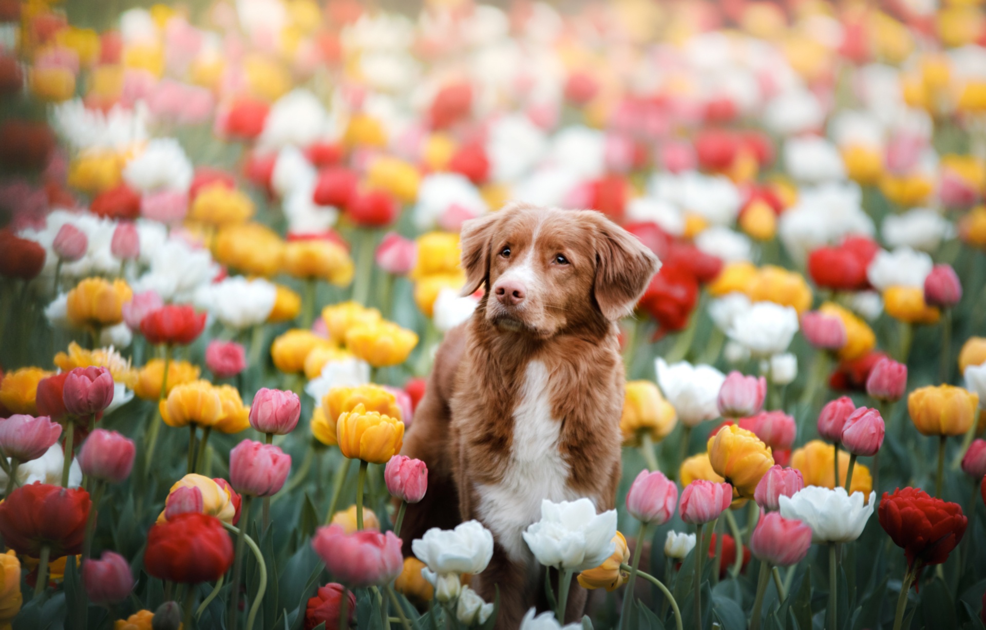 433609 télécharger le fond d'écran animaux, retriever de la nouvelle écosse, chien, fleur, fleur rose, fleur rouge, tulipe, fleur blanche, fleur jaune, chiens - économiseurs d'écran et images gratuitement