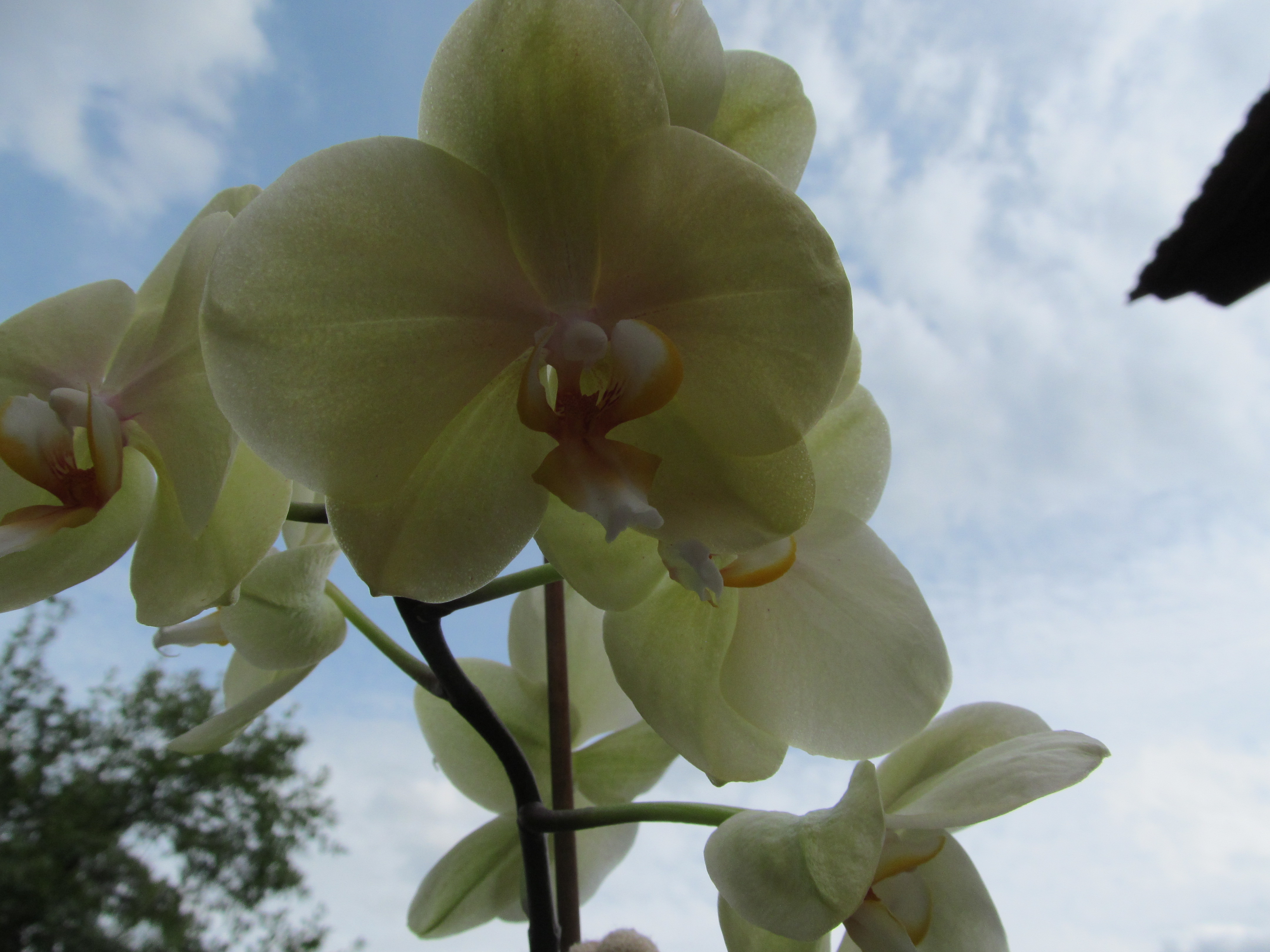 Baixar papel de parede para celular de Orquídea, Terra/natureza gratuito.