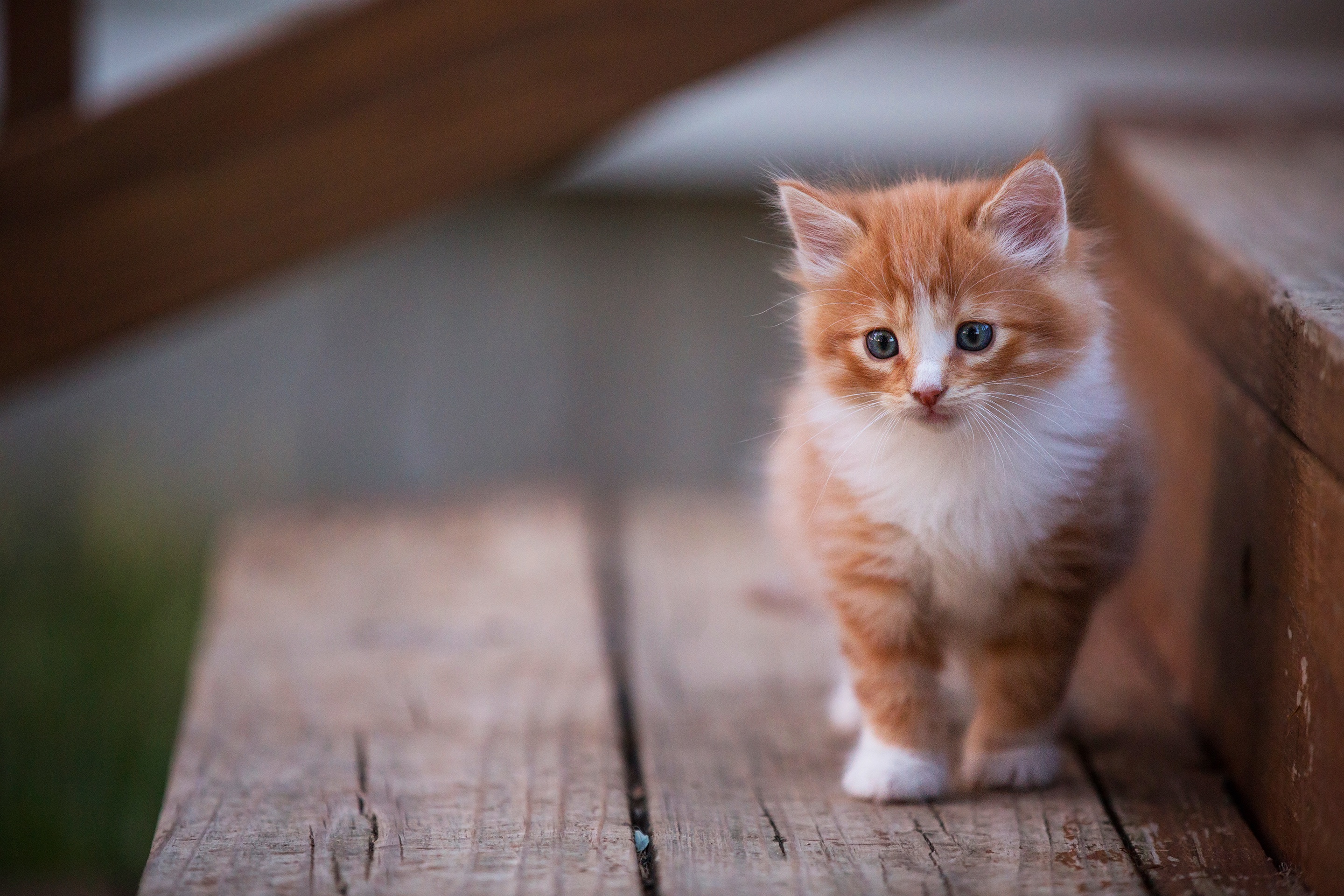 Baixe gratuitamente a imagem Animais, Gatos, Gato, Gatinho, Animal Bebê na área de trabalho do seu PC