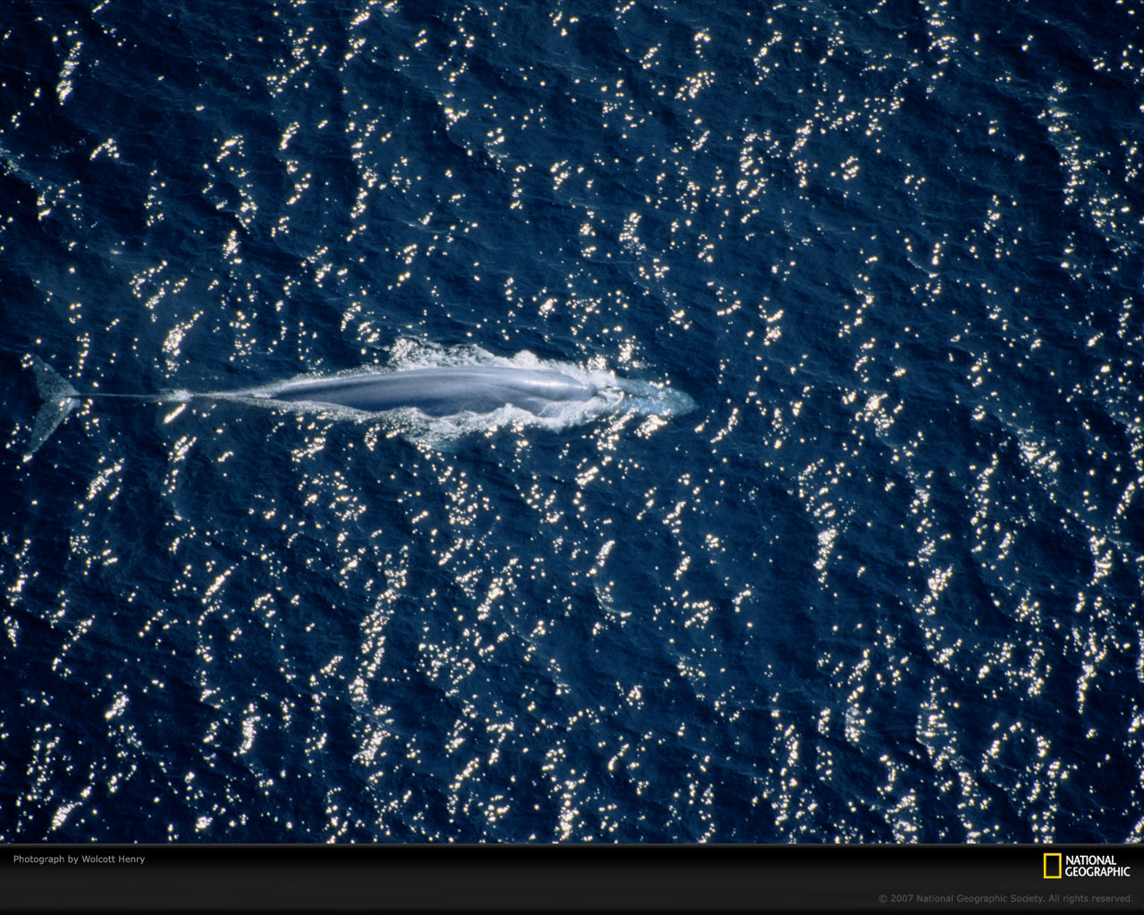無料モバイル壁紙動物, 鯨, シロナガスクジラをダウンロードします。